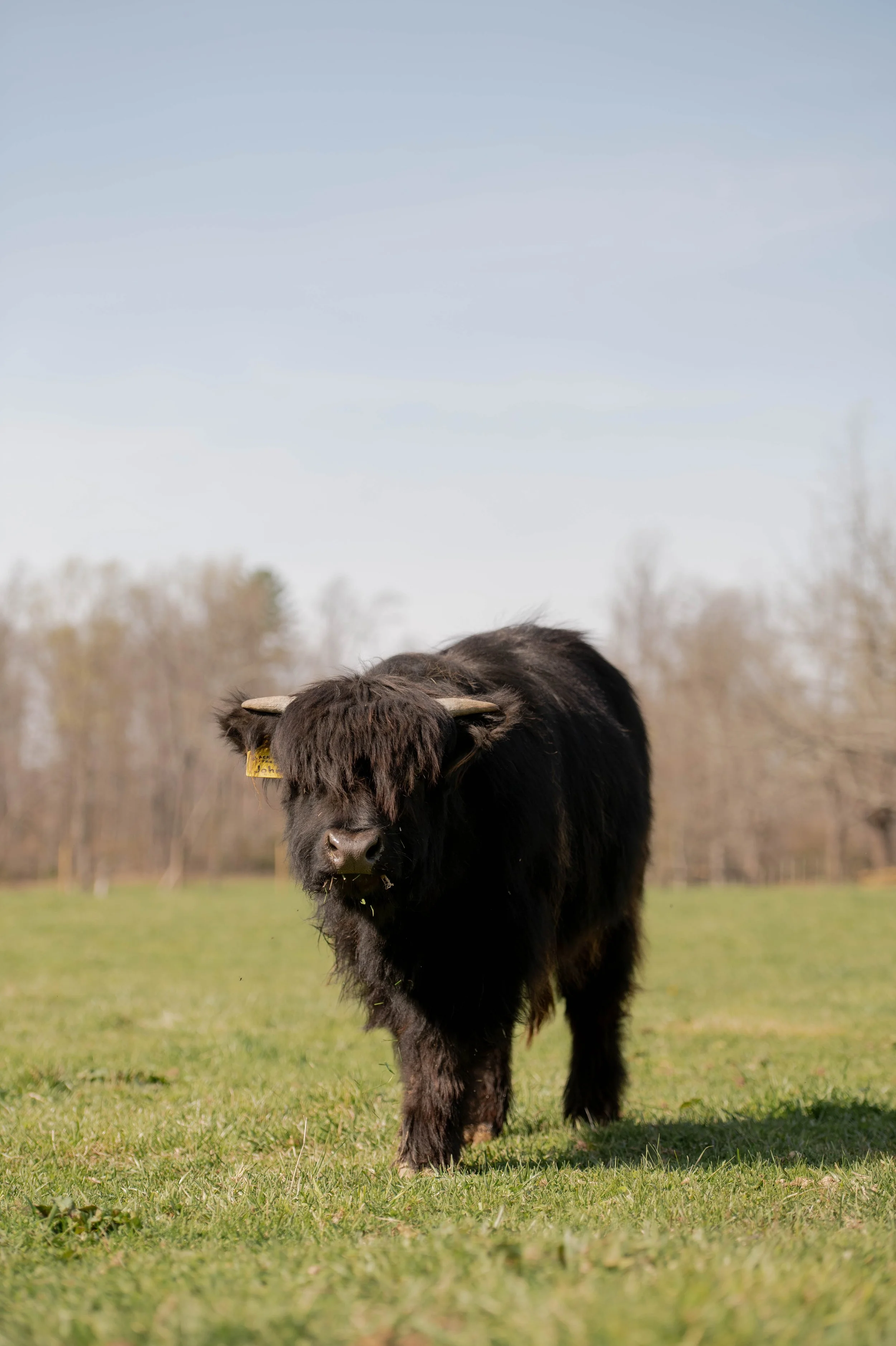 Highland Cows at Black Rock Farm
