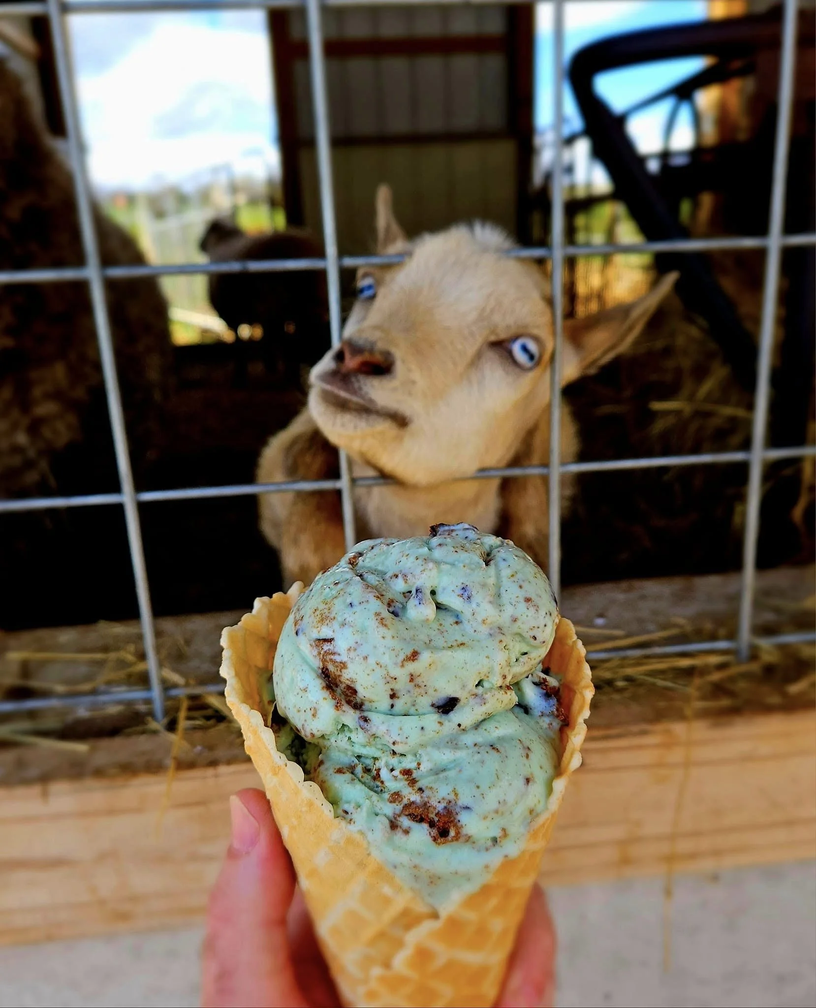 — SOLD OUT — Cow to Cone Pop Up Event