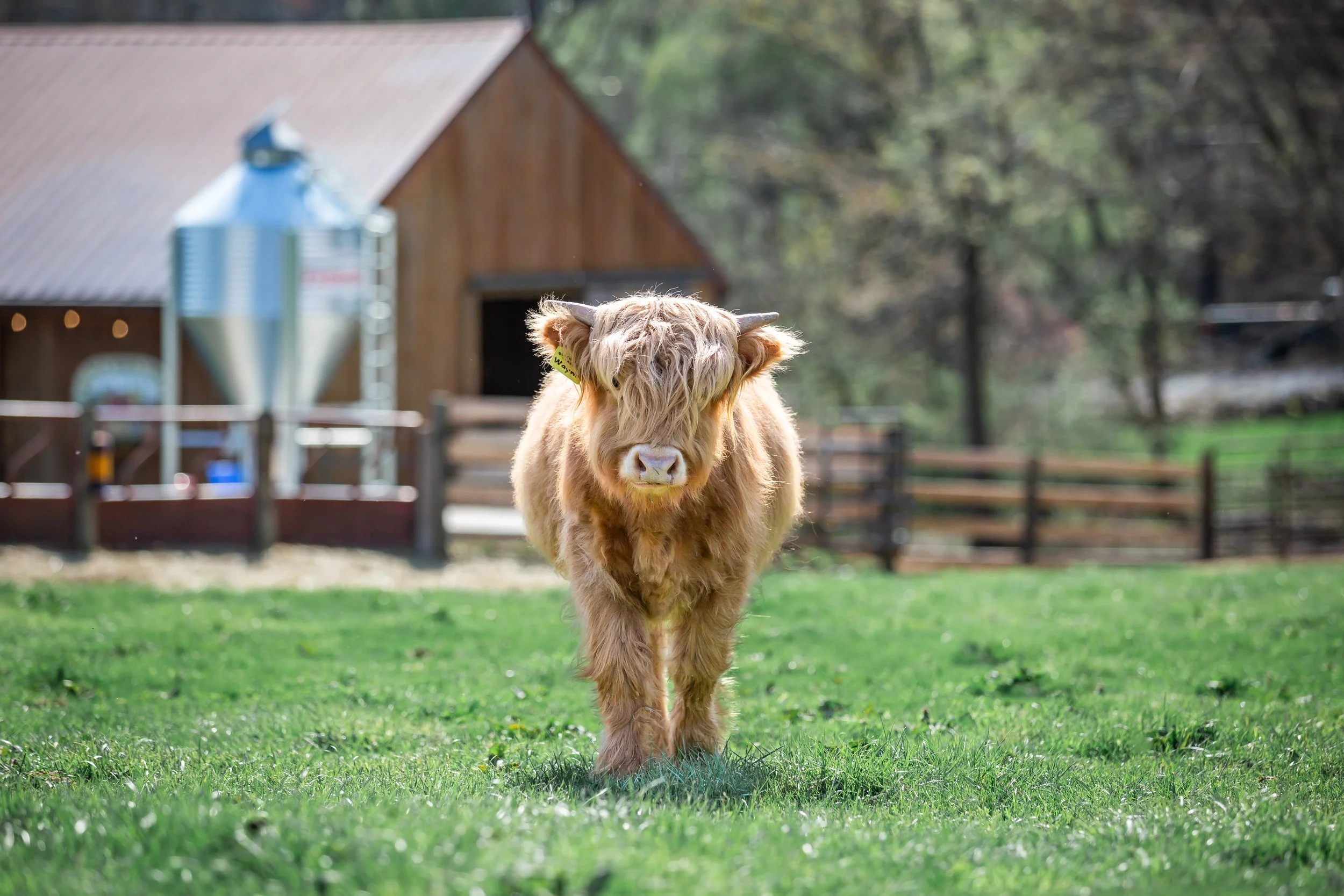 — SOLD OUT — Highland Hoedown - Spring Break Pop Up Event