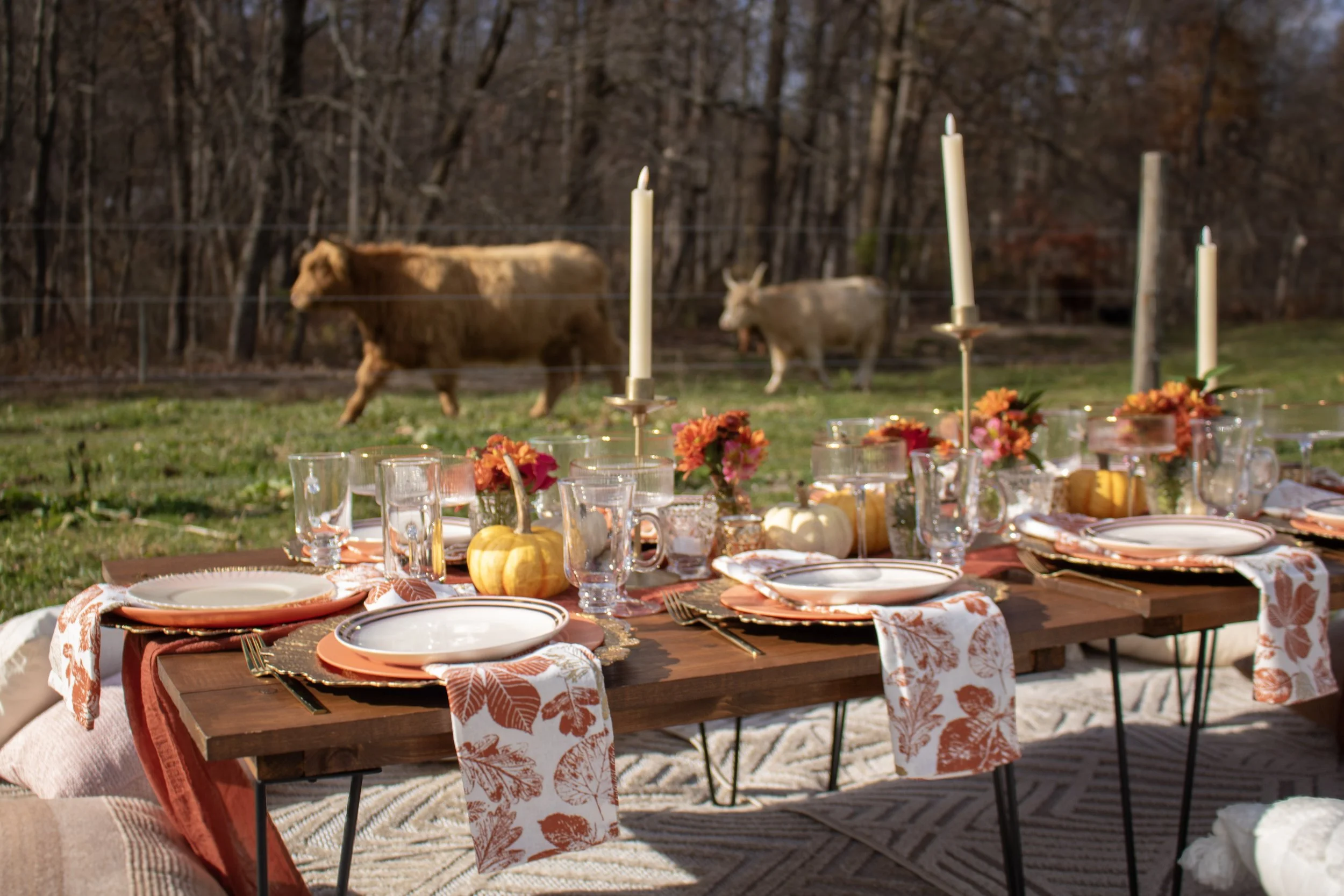 Luxury Picnic and Highland Cow Experience
