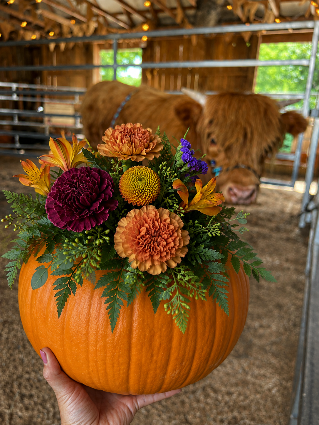 Blooms & Bovines: Fall Edition