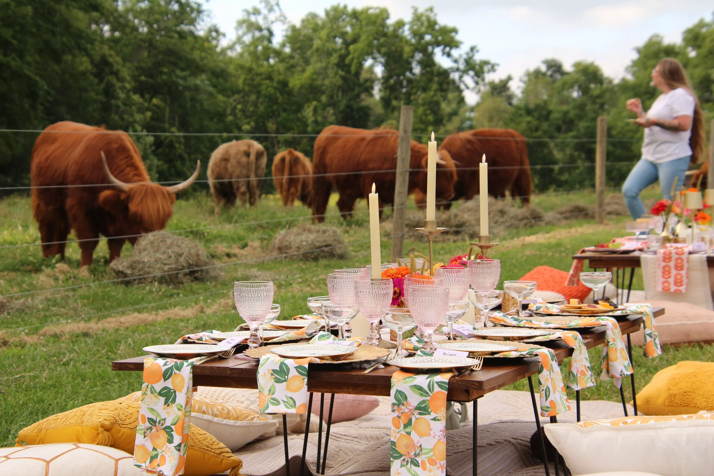 Luxury Picnic and Highland Cow Experience