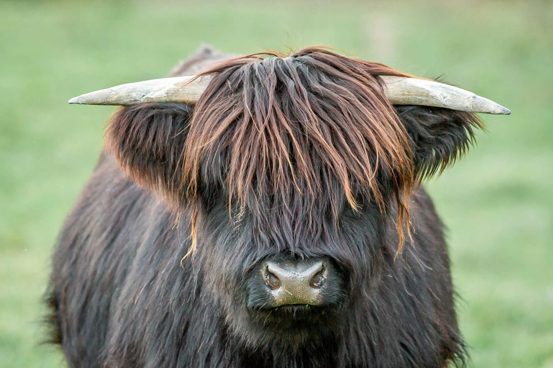 Available Cattle at Black Rock Farm