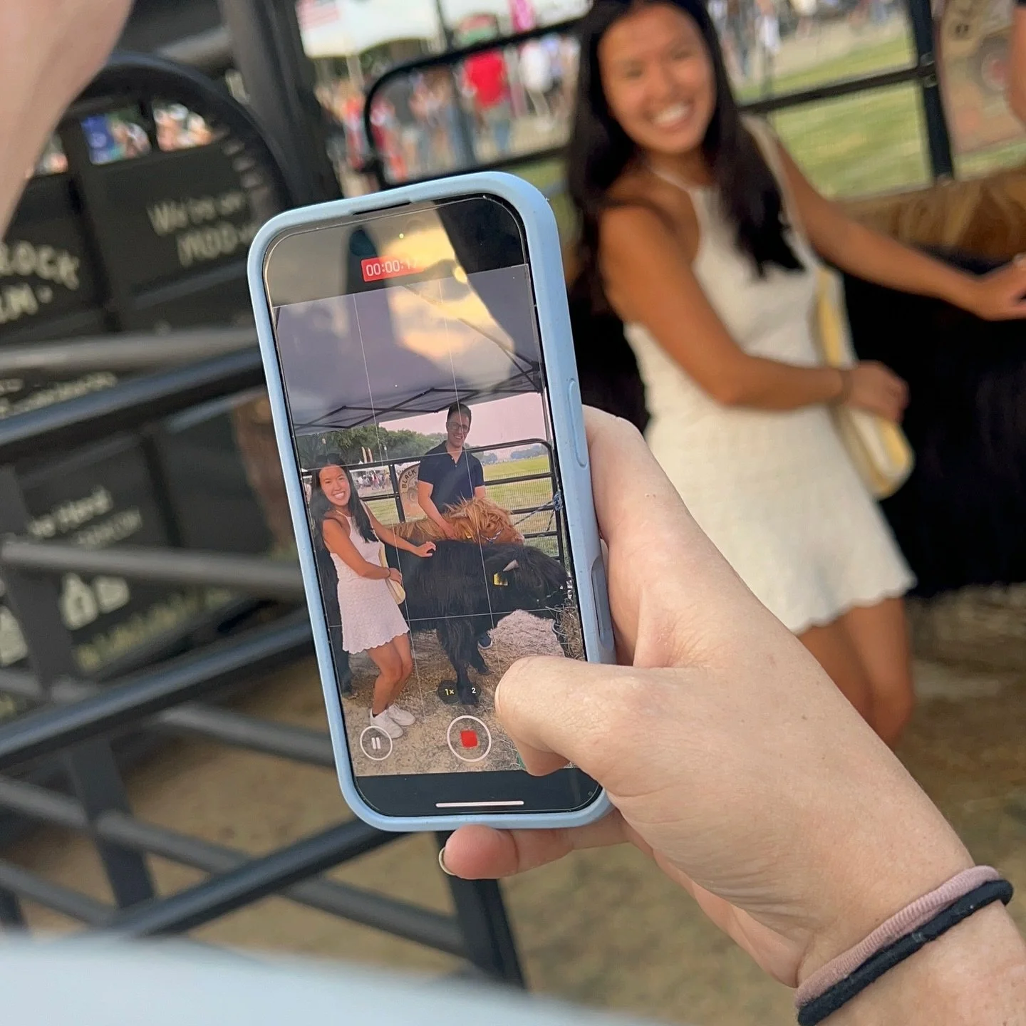 photos with highland cows