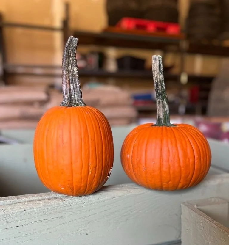 Field Trip Pumpkins by Black Rock Farm