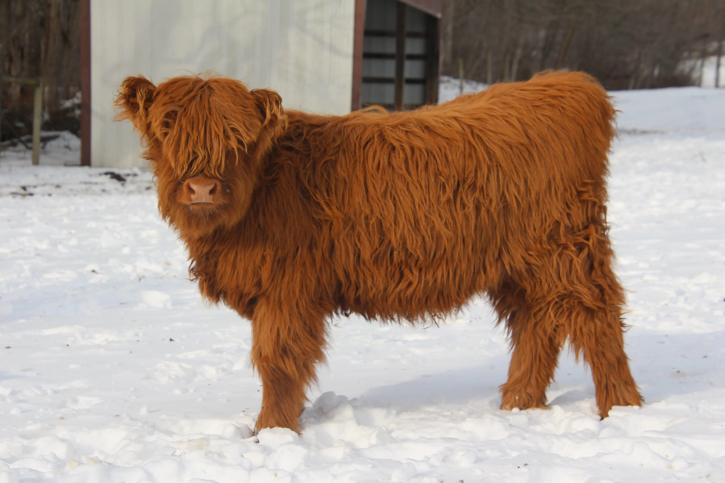 Previously Sold Cattle at Black Rock Farm