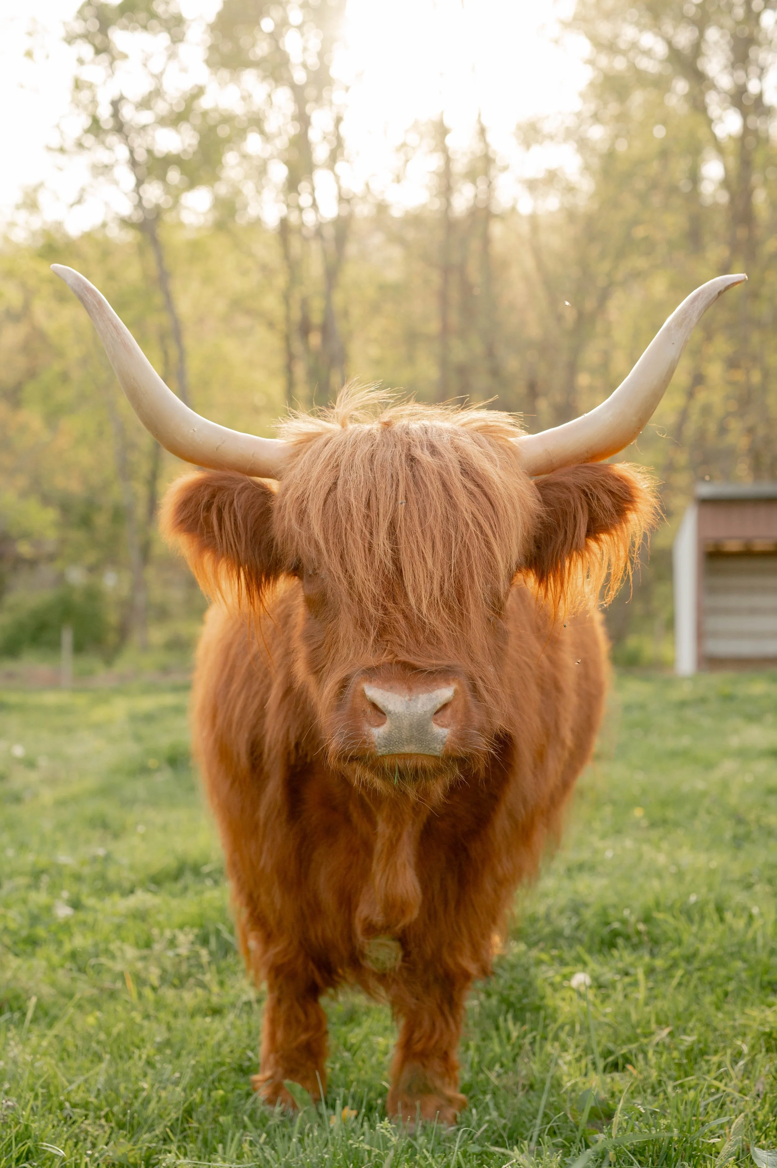 Highland Cows at Black Rock Farm