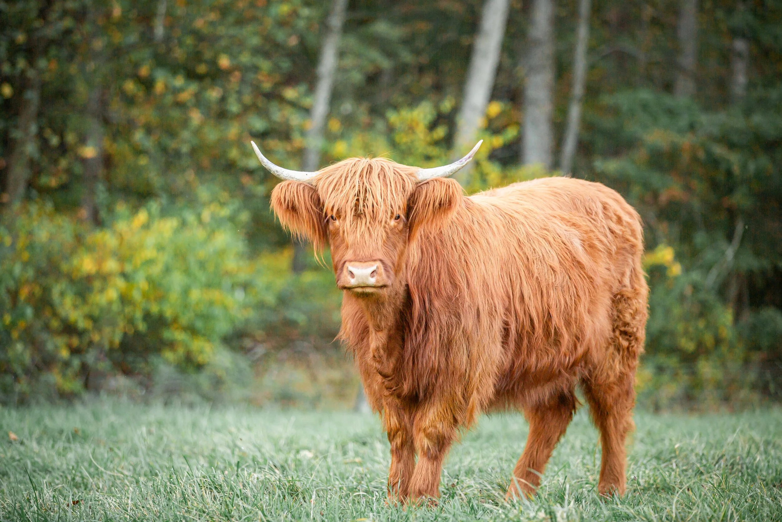 Previously Sold Cattle at Black Rock Farm