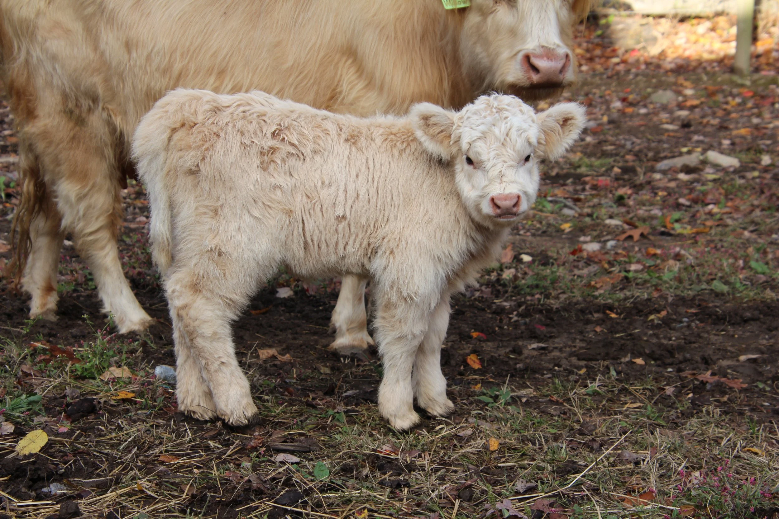 Previously Sold Cattle at Black Rock Farm