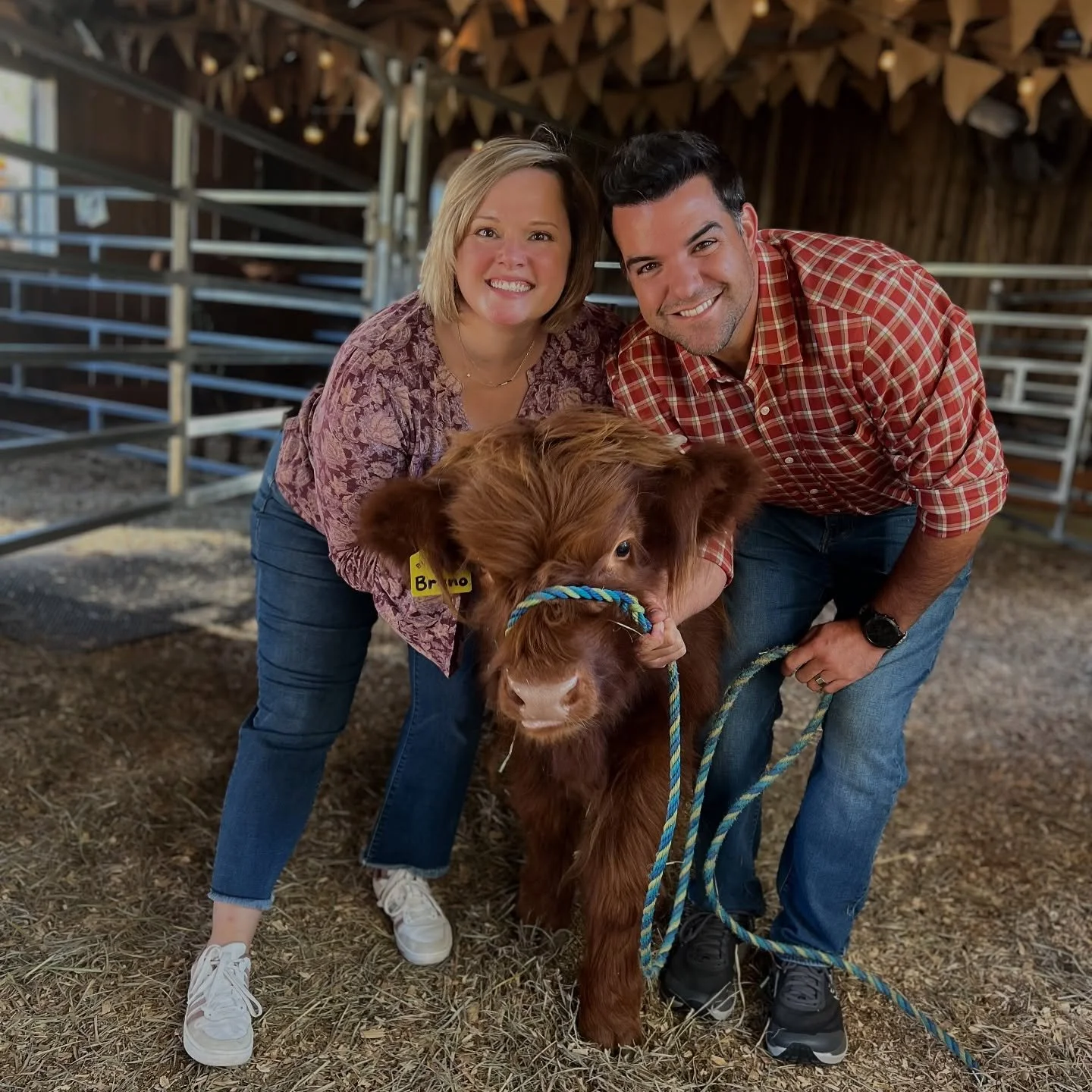 highland cow experiences