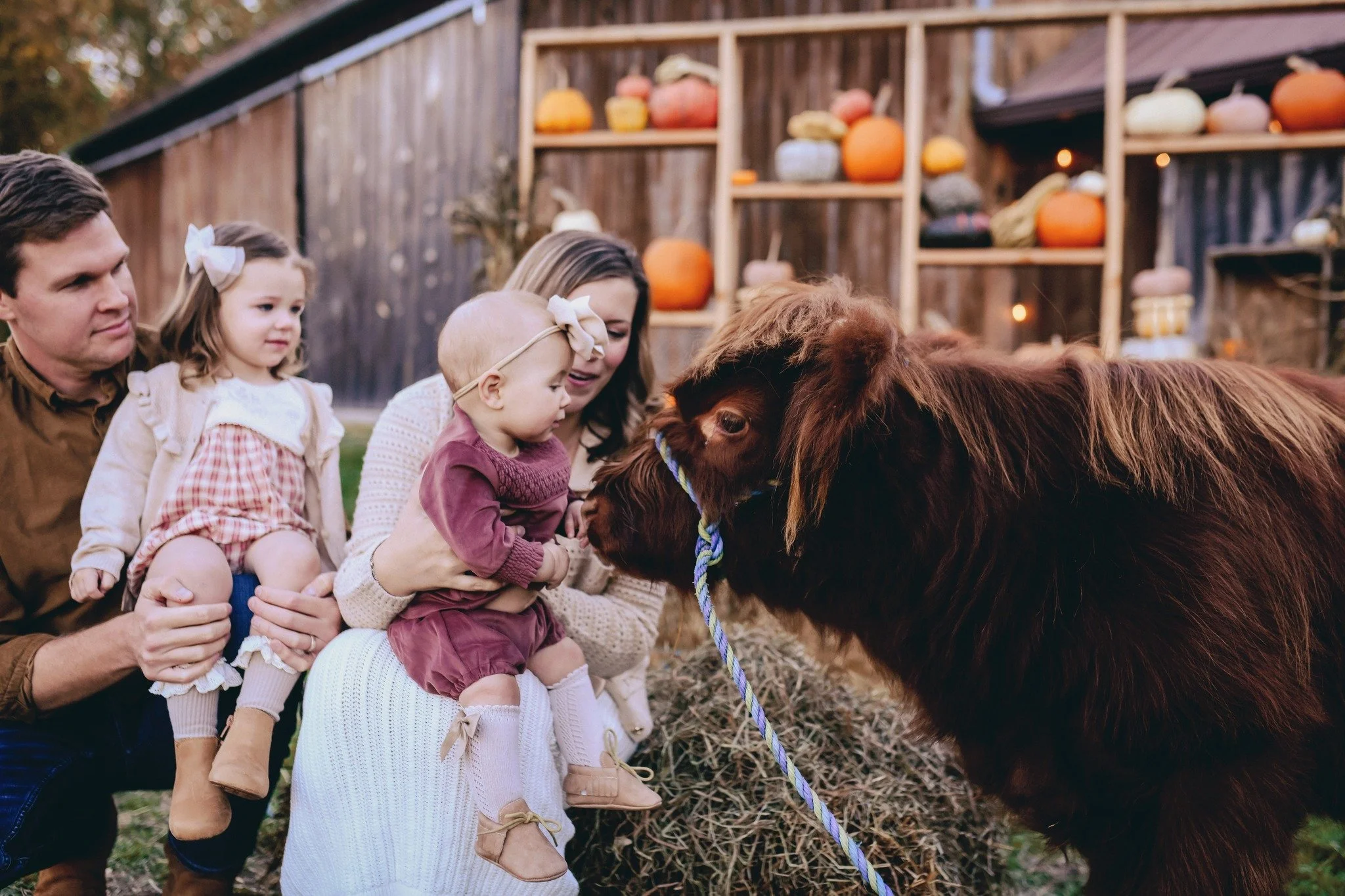 liz hough photography at black rock farm