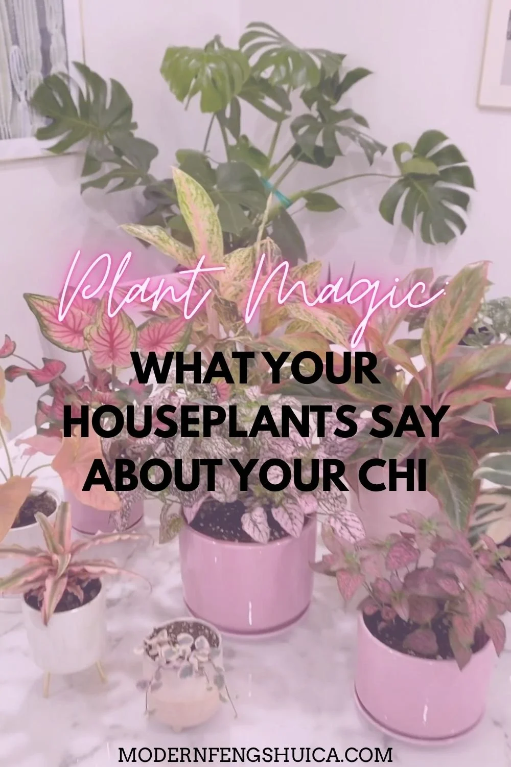 Plant Magic: What your houseplants say about your Chi