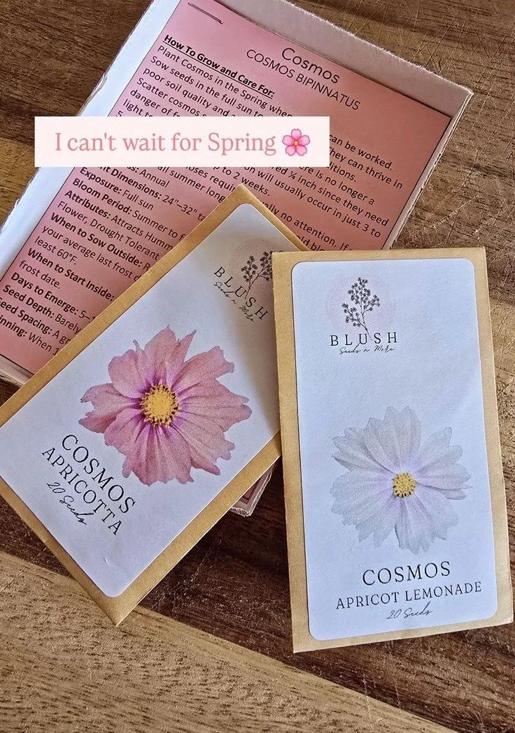 Two seed packets on a wooden surface, one labeled 'COSMOS APRICOTIA' with a pink flower illustration and the other labeled 'COSMOS APRICOT LEMONADE' with a white flower illustration, and a pink informational sheet about Cosmos plants in the background.