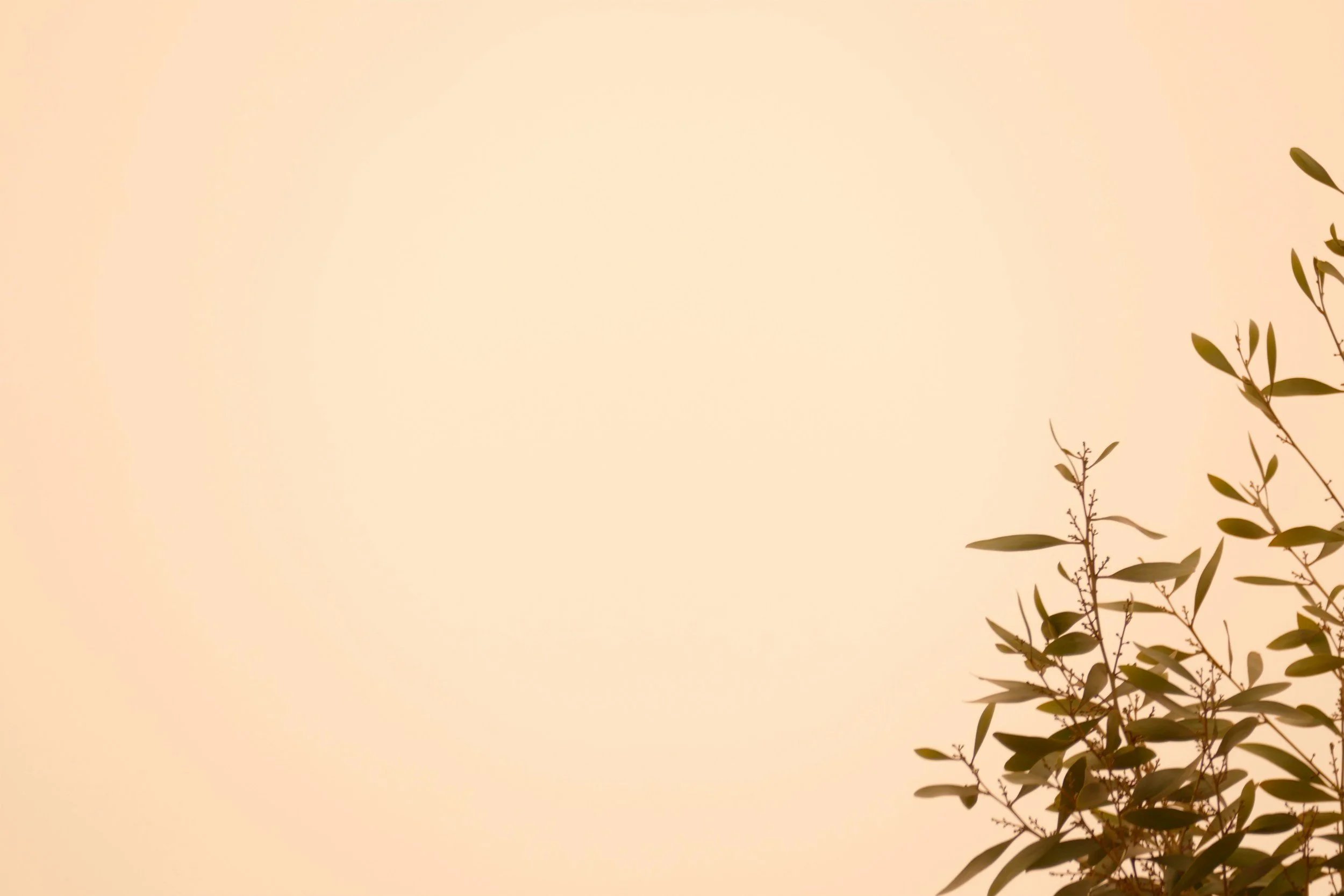 Why You Don’t Have to "Perform" Wellness to Heal