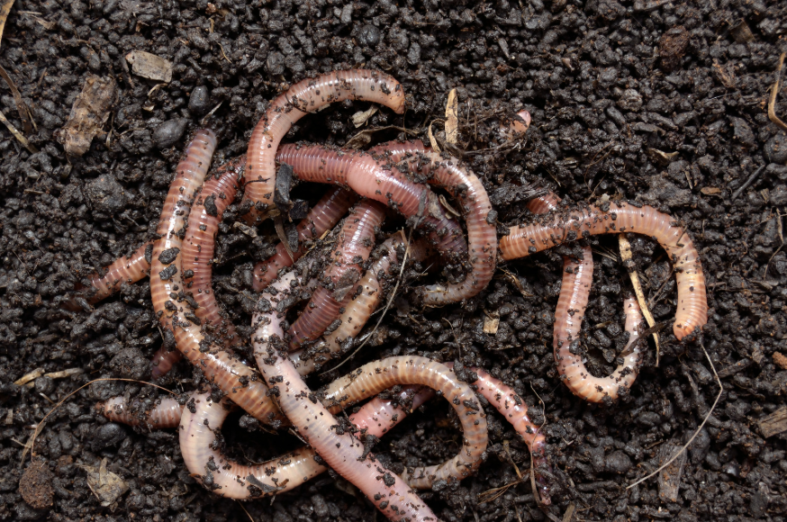 Seeking partners to trial a nature based approach to SuDS maintenance