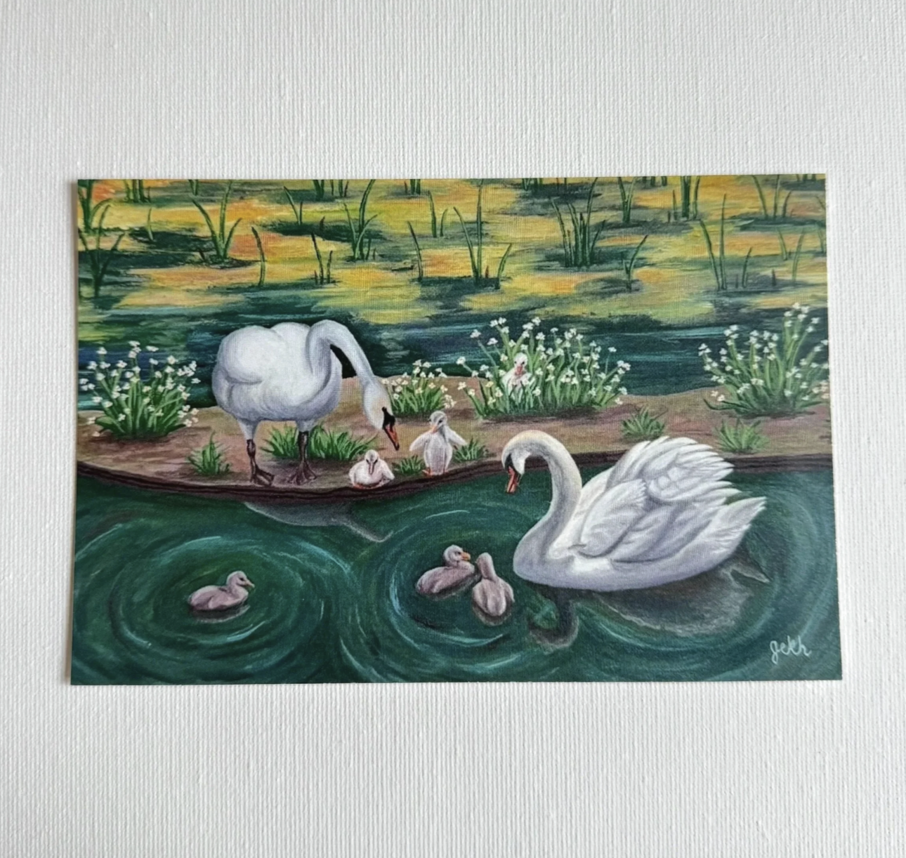 Swan Family Postcard