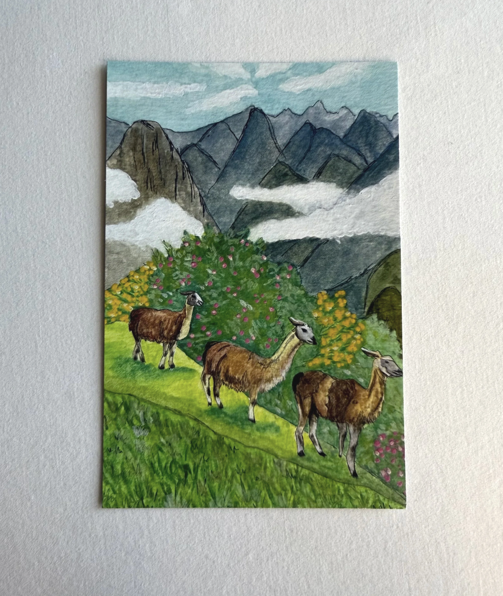 Mountain Llamas Postcard