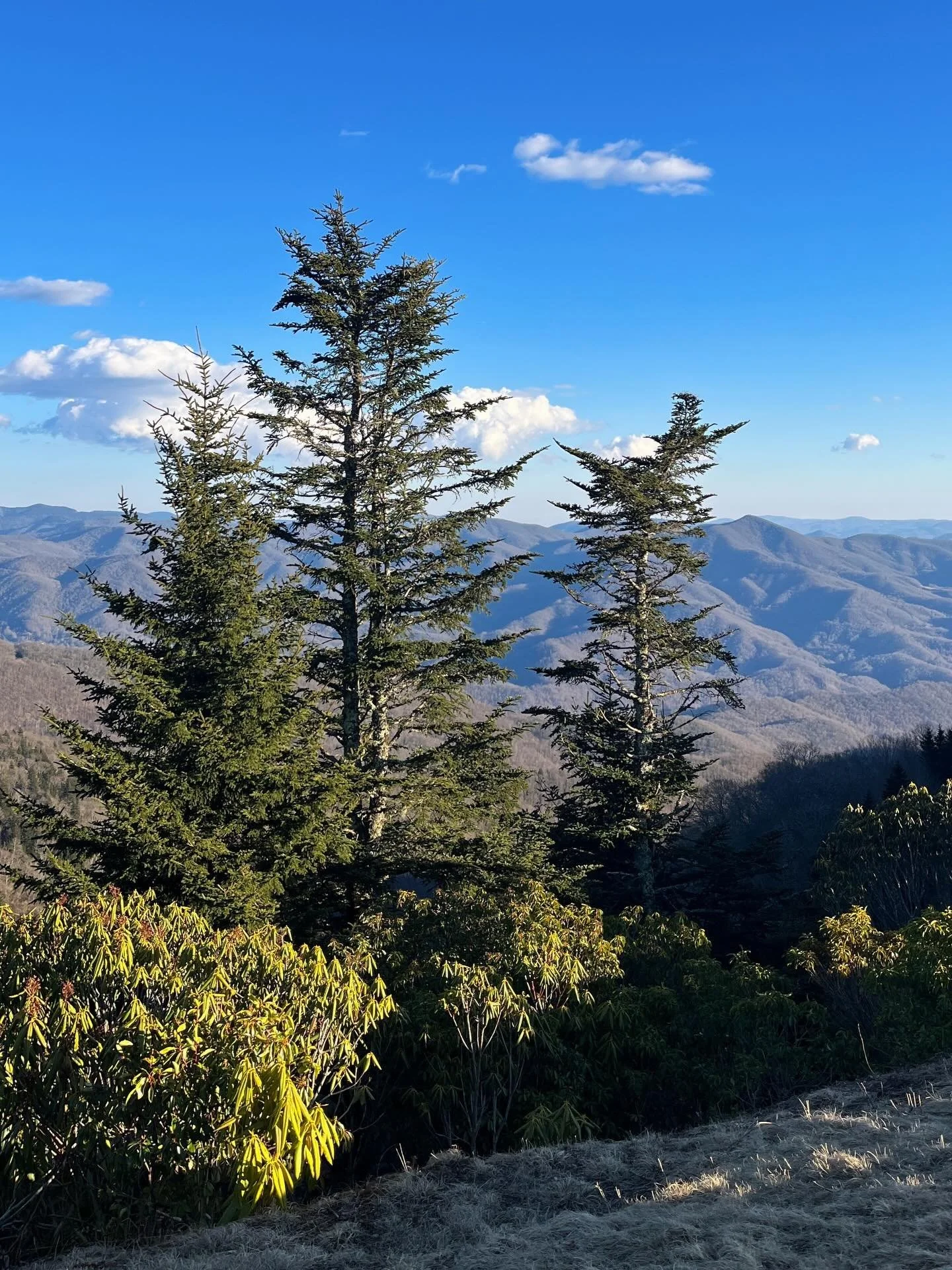 Beginnings of spring