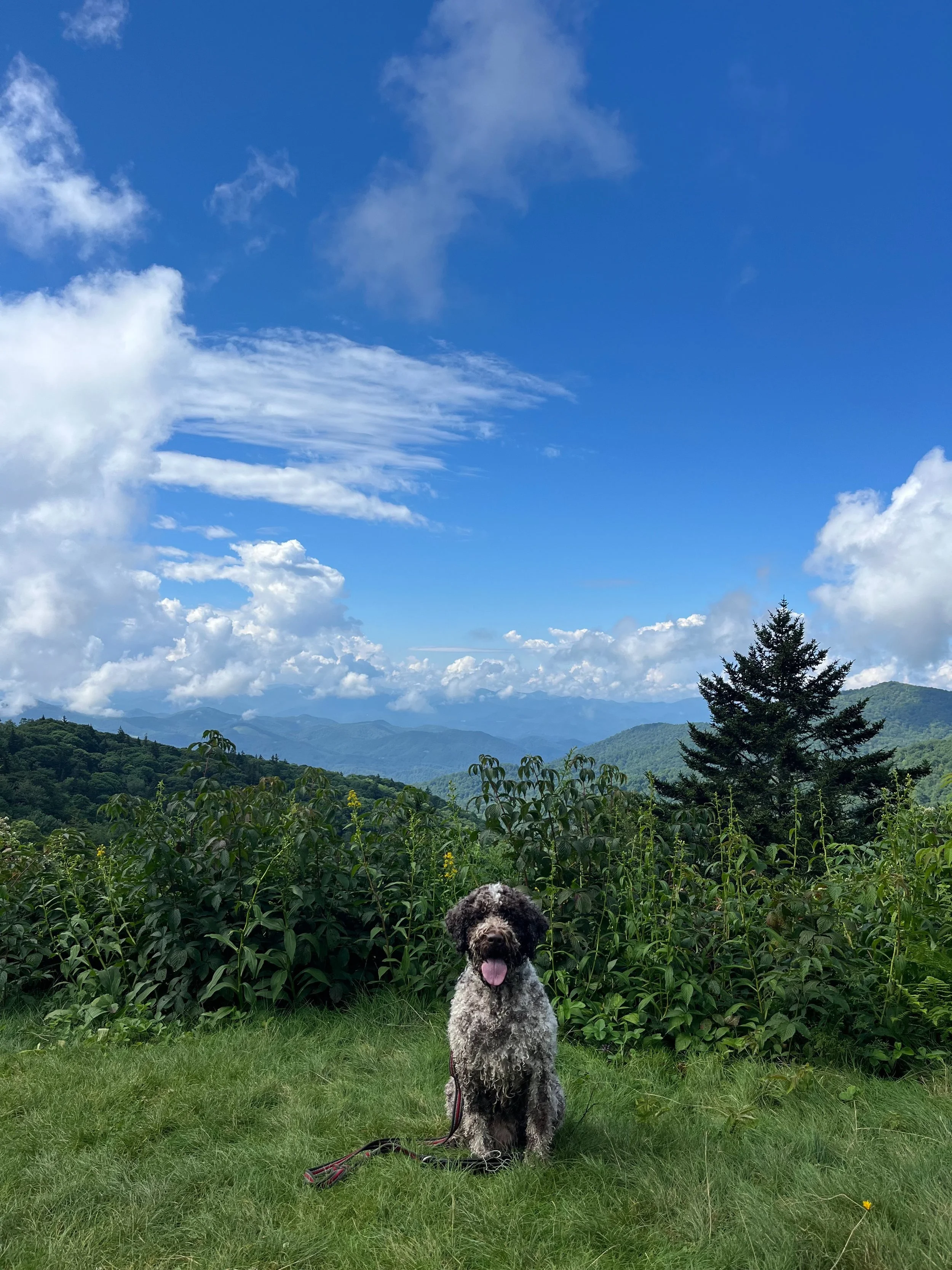 Trail buddy