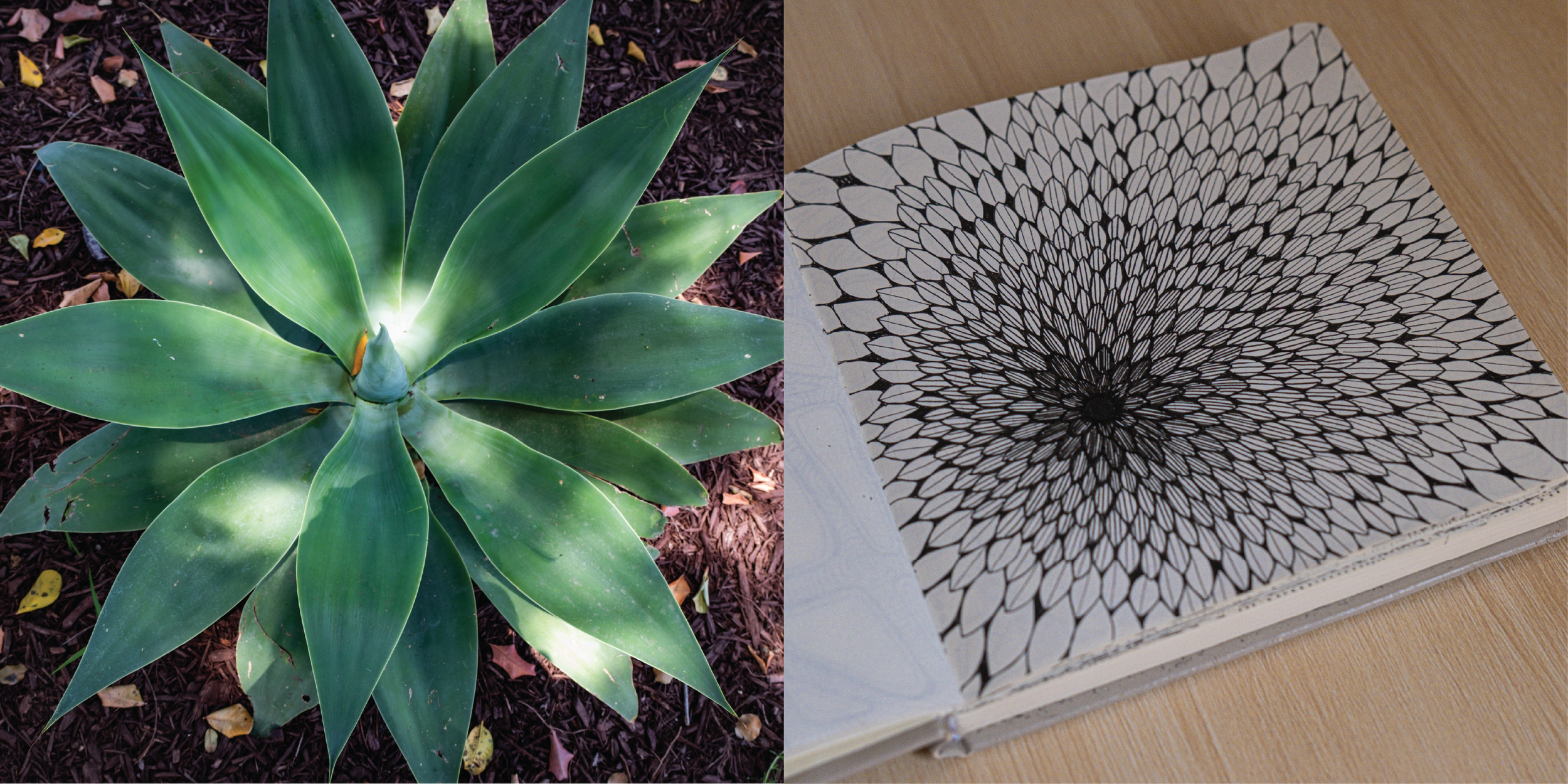 Field Notes - plant.png