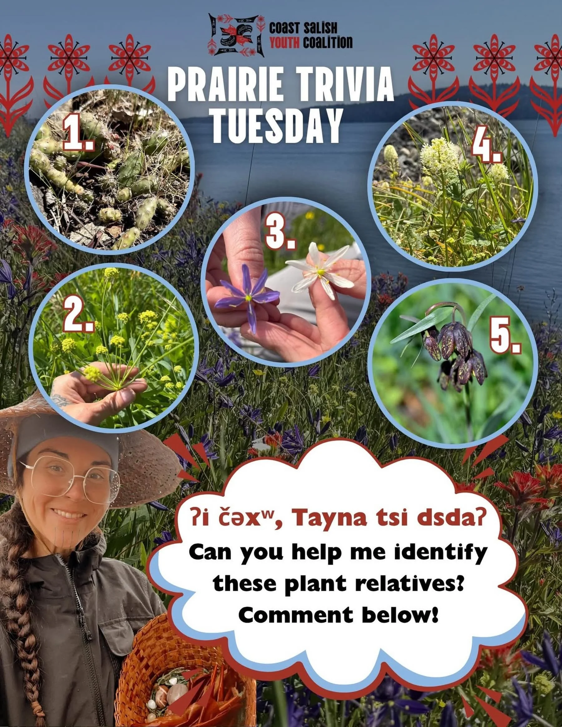Can you help Tayna ID these plant relatives? 

Bonus points if you can ID them in your language(s) or language area(s) where you live!

Answers in the comments below 🌿 ⬇️

#nativeplants #traditionalfood #coastsalishterritory #coastsalishyouthcoaliti