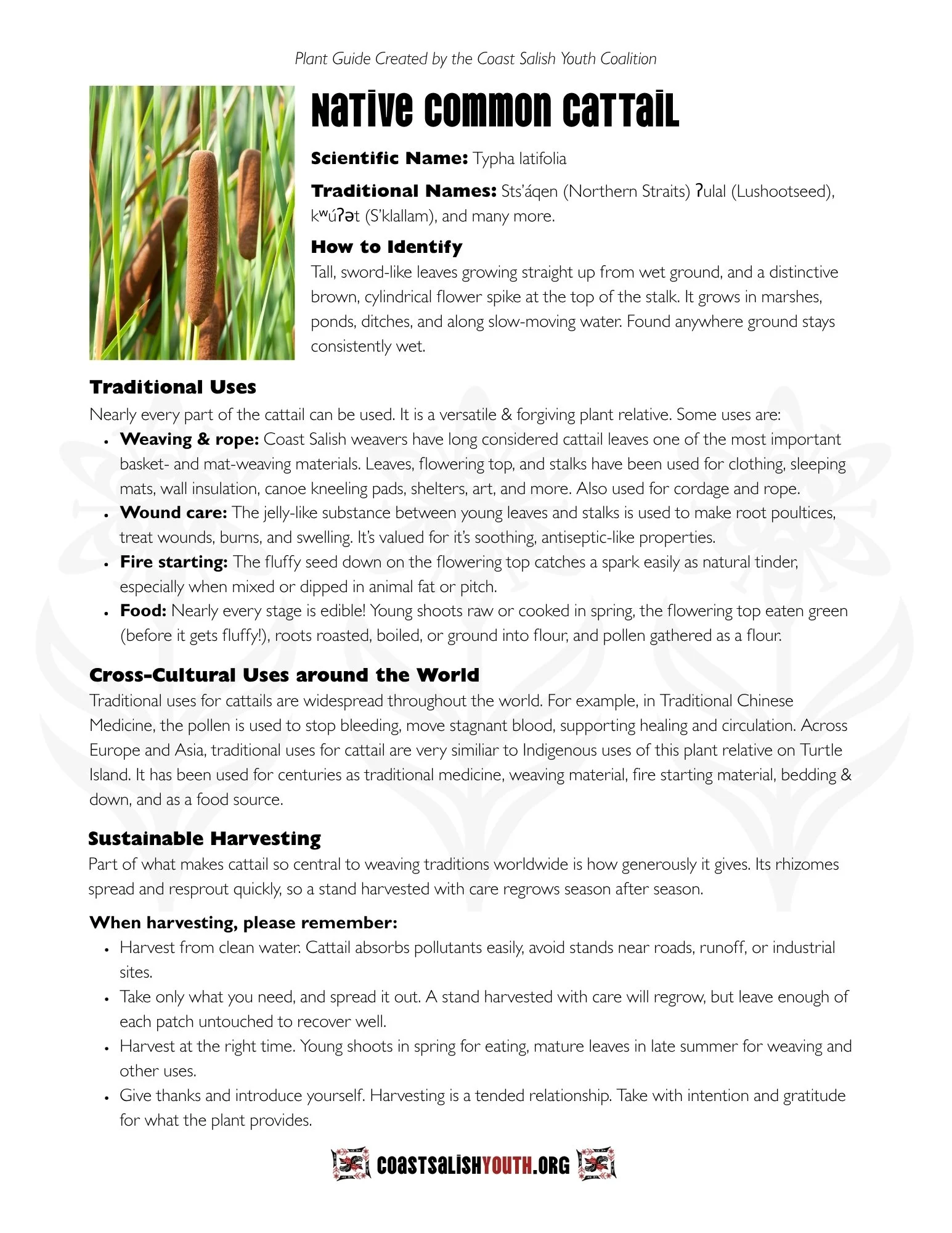 Camas Bake Info.jpg