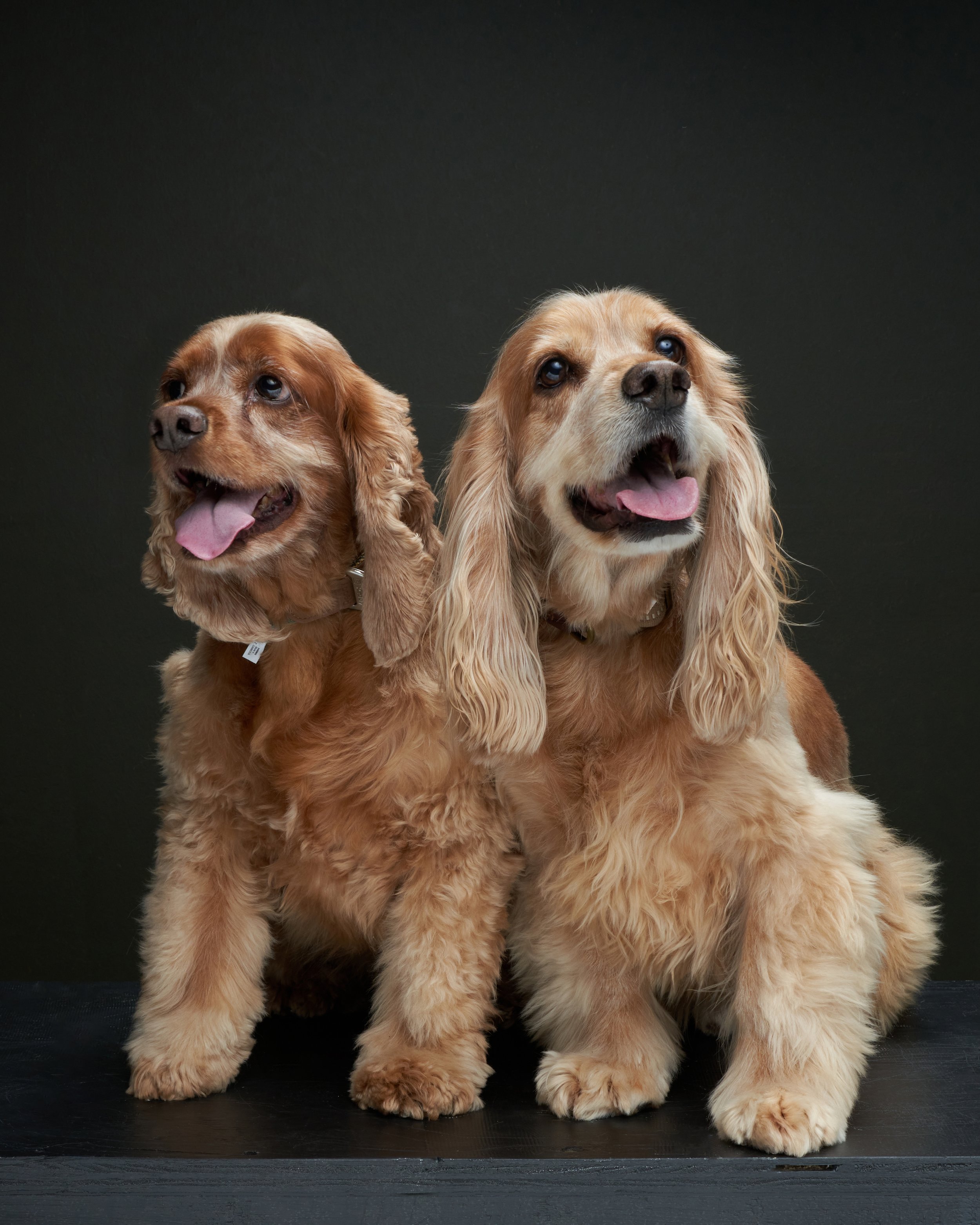Diana Paz Pet Portraits0777.jpg