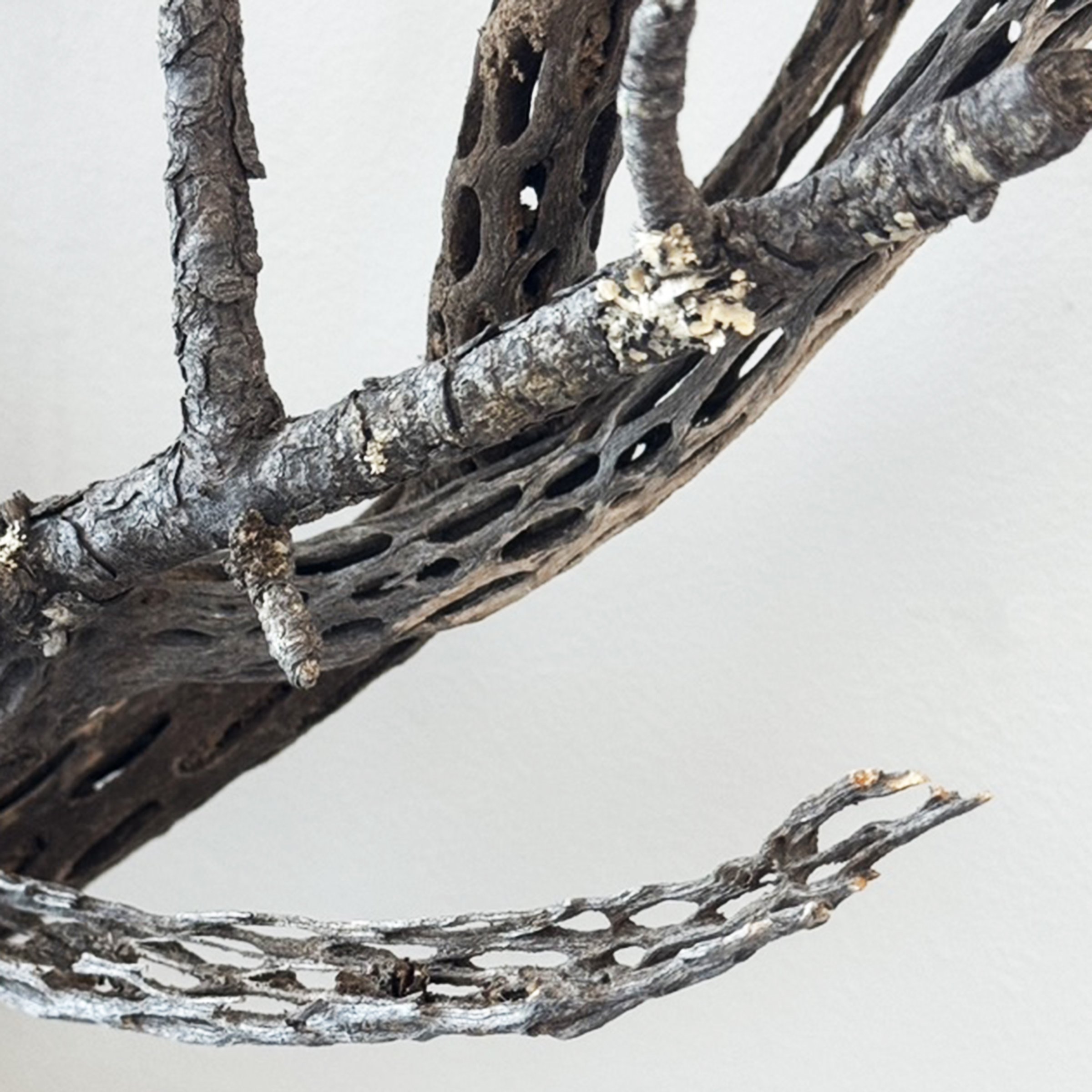 branches speak volumes about texture and spirit