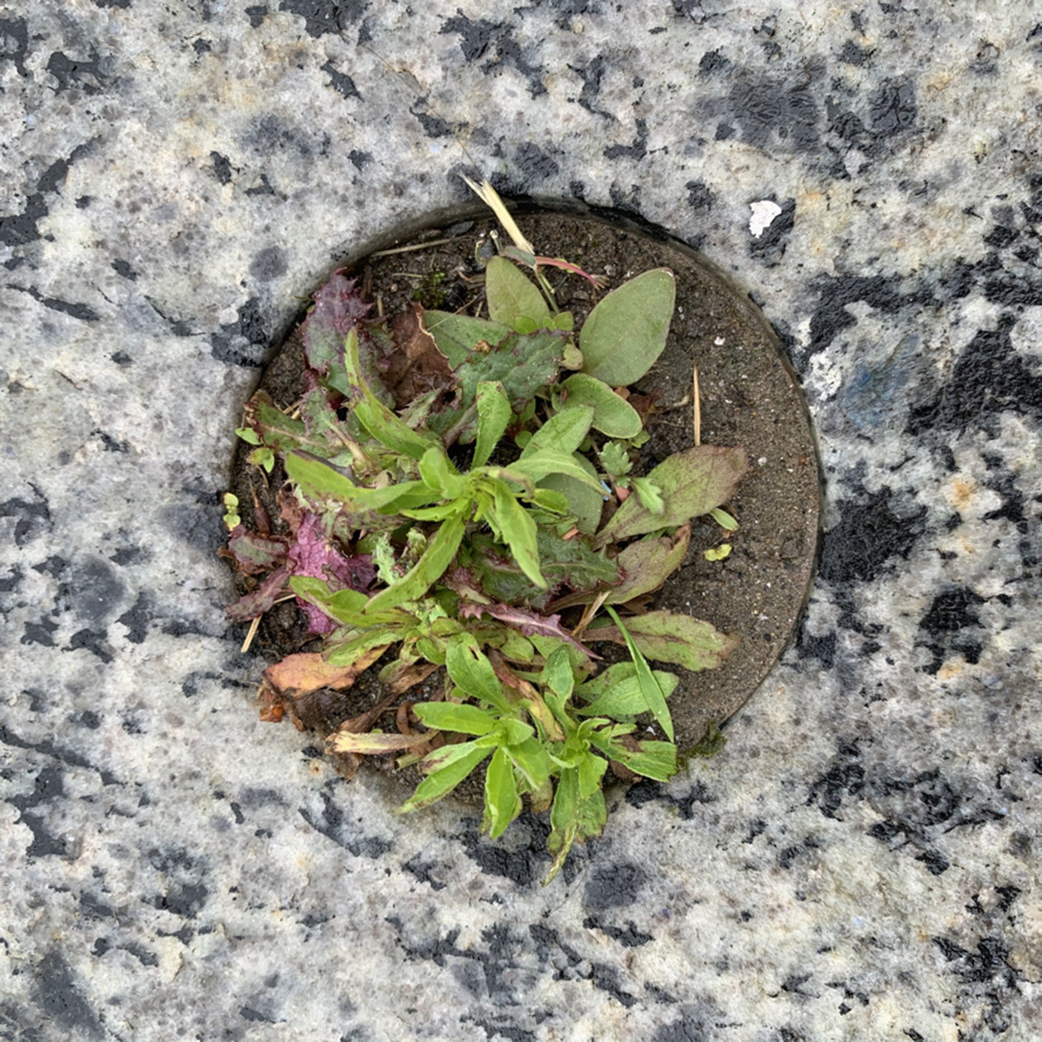 four inches of wonder