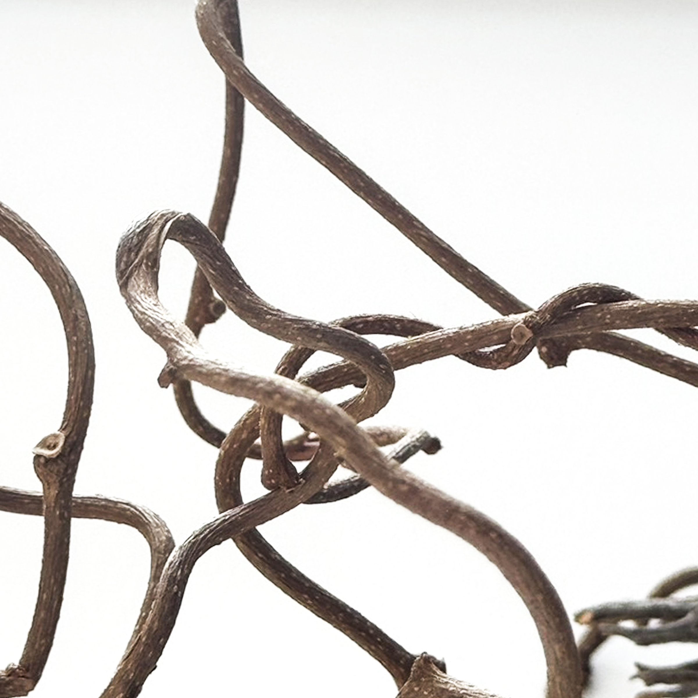 knot inspiring vine
