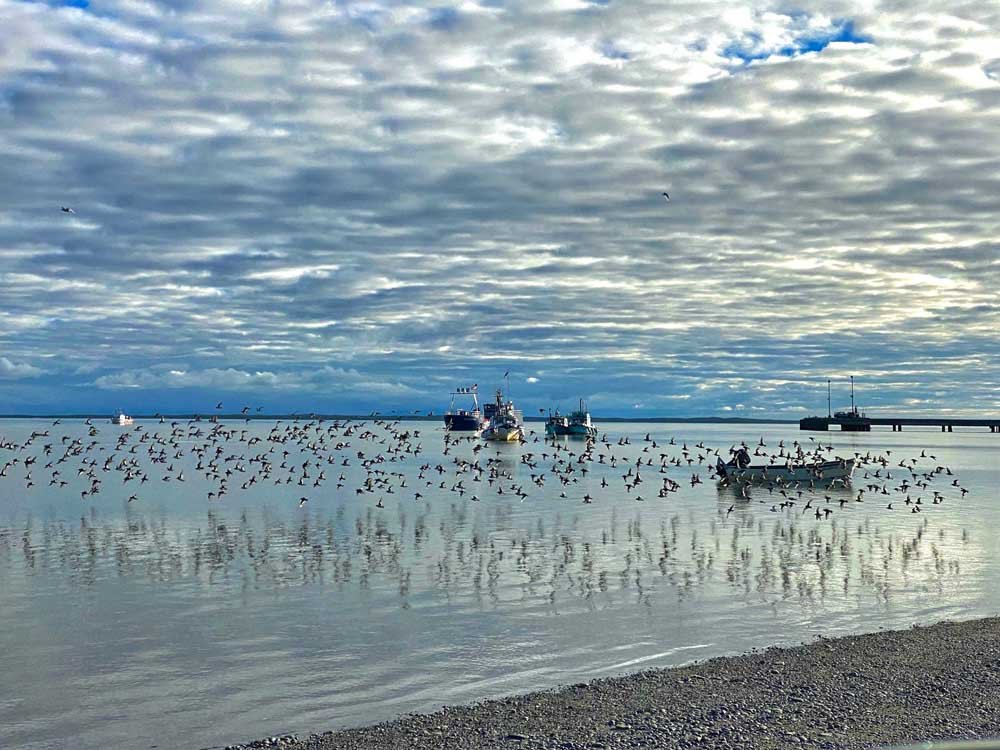 indigenous-tribes-of-alaska-Nelson-Lagoon-(8)(APICDA).jpg