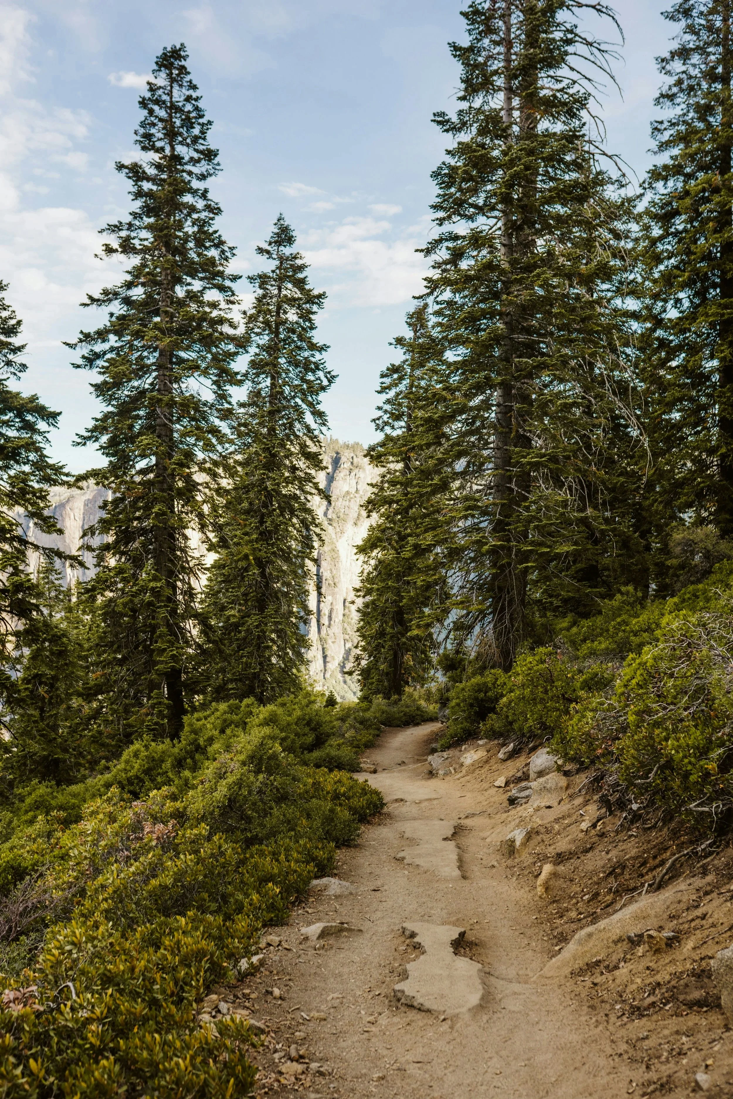 A dirt trail through a dense forest of tall pine trees with mountains partially visible in the background under a cloudy sky.