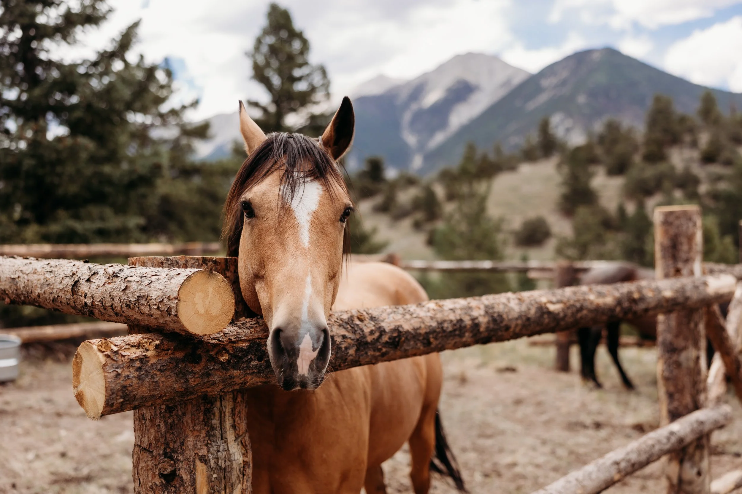 A horse standing behind a rustic wooden fence with rocky mountains mountains and trees in the background for a wedding.