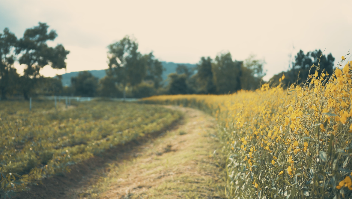 Still - path with flowers.png