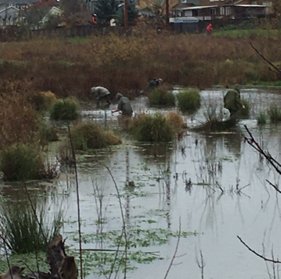 Swamp Thing.jpg
