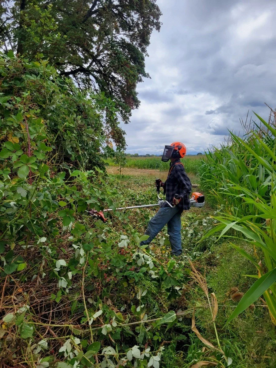 brushcutting 2.jpg