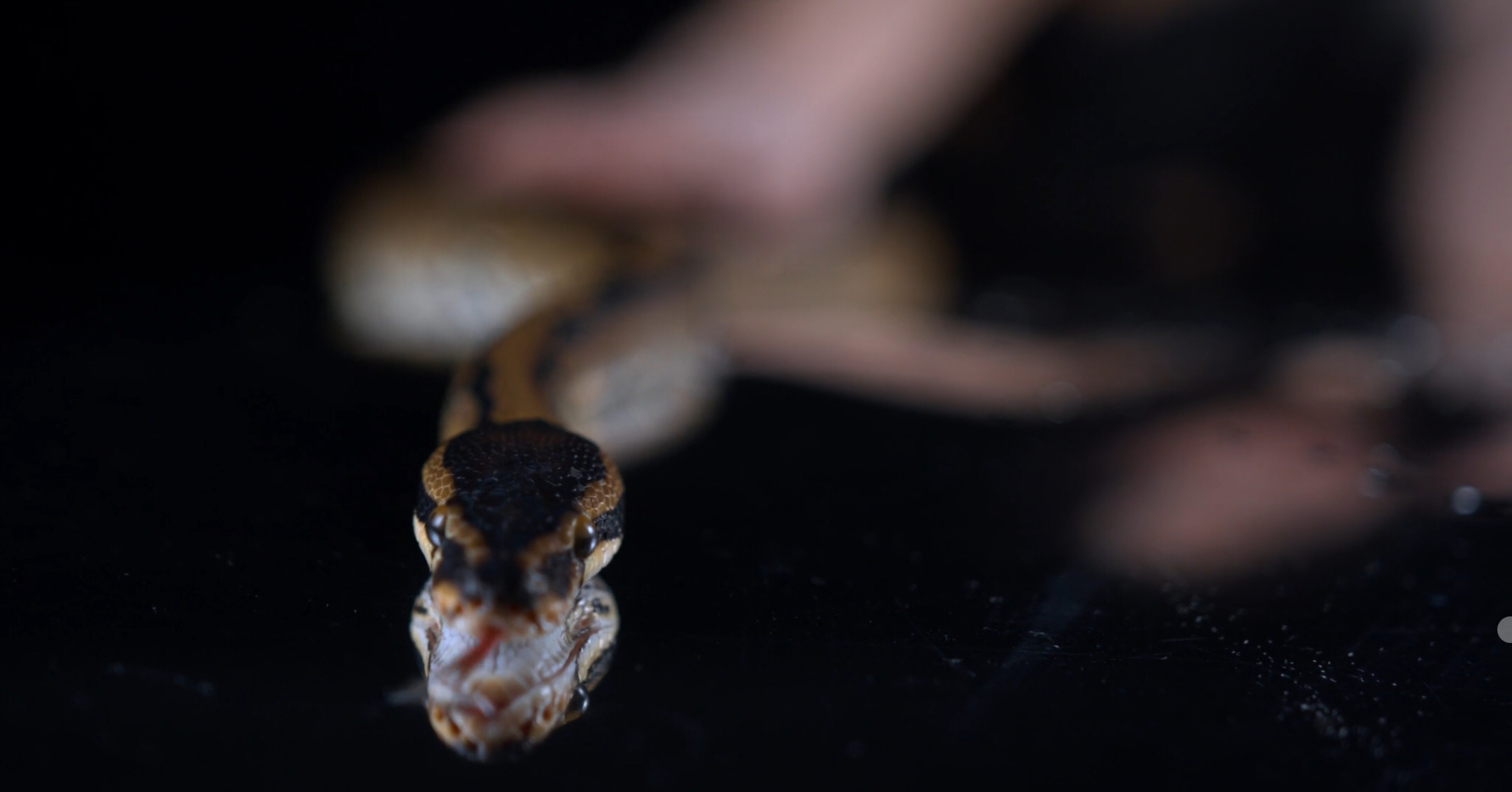 Open Open 8243719-hd_2048_1080_25fps.jpeg.png