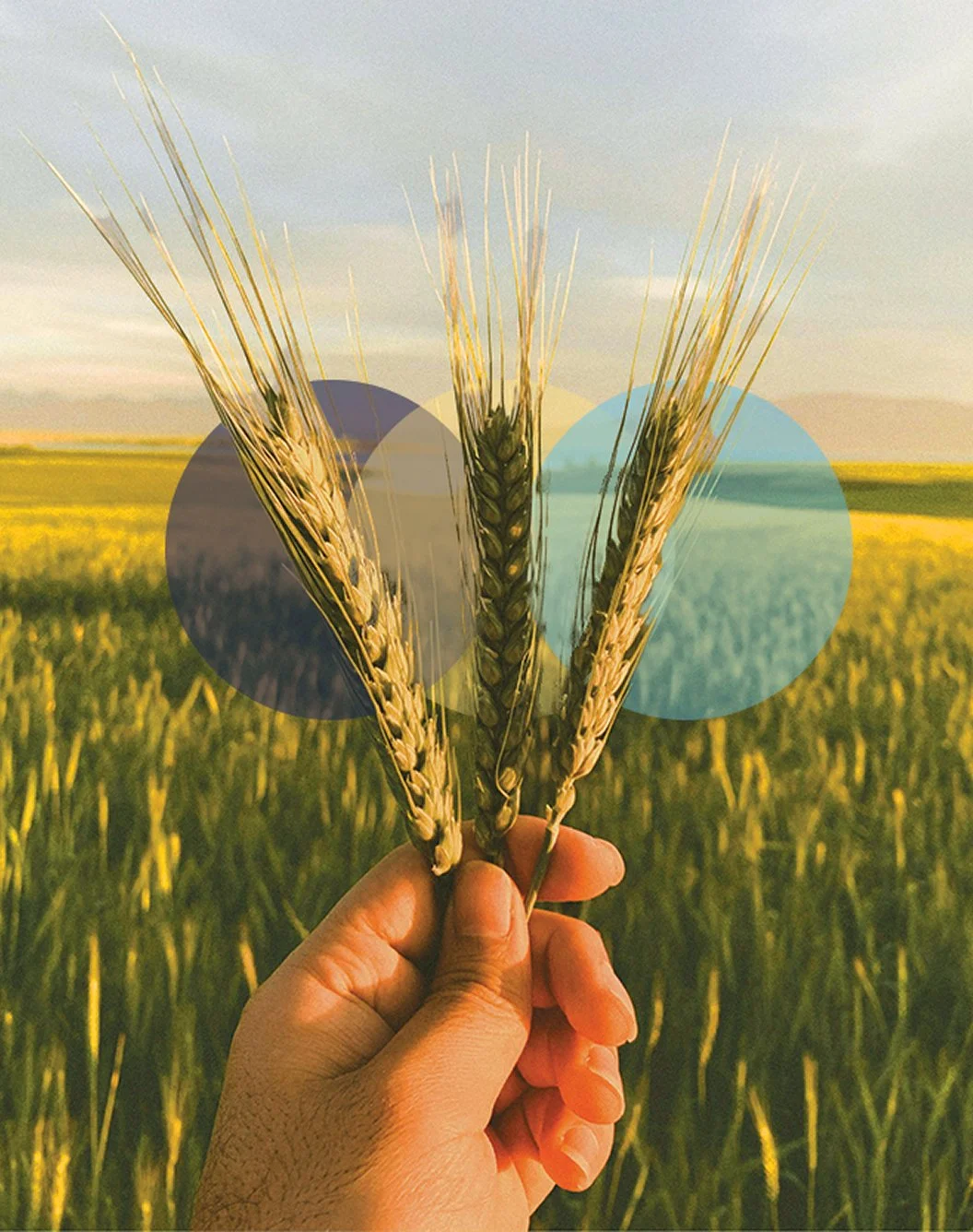 Hand holding three pieces of wheat.