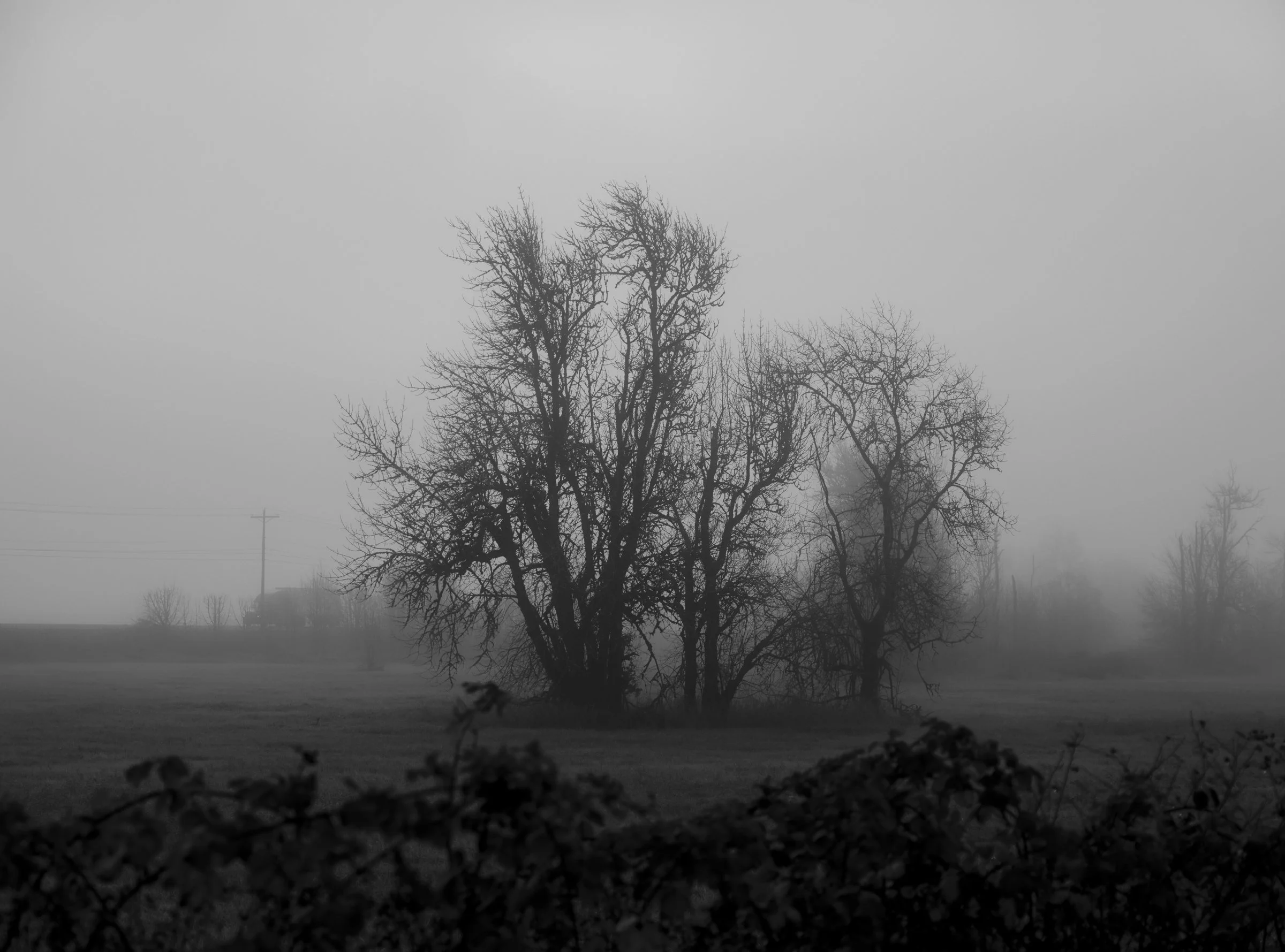 Satsop Mists