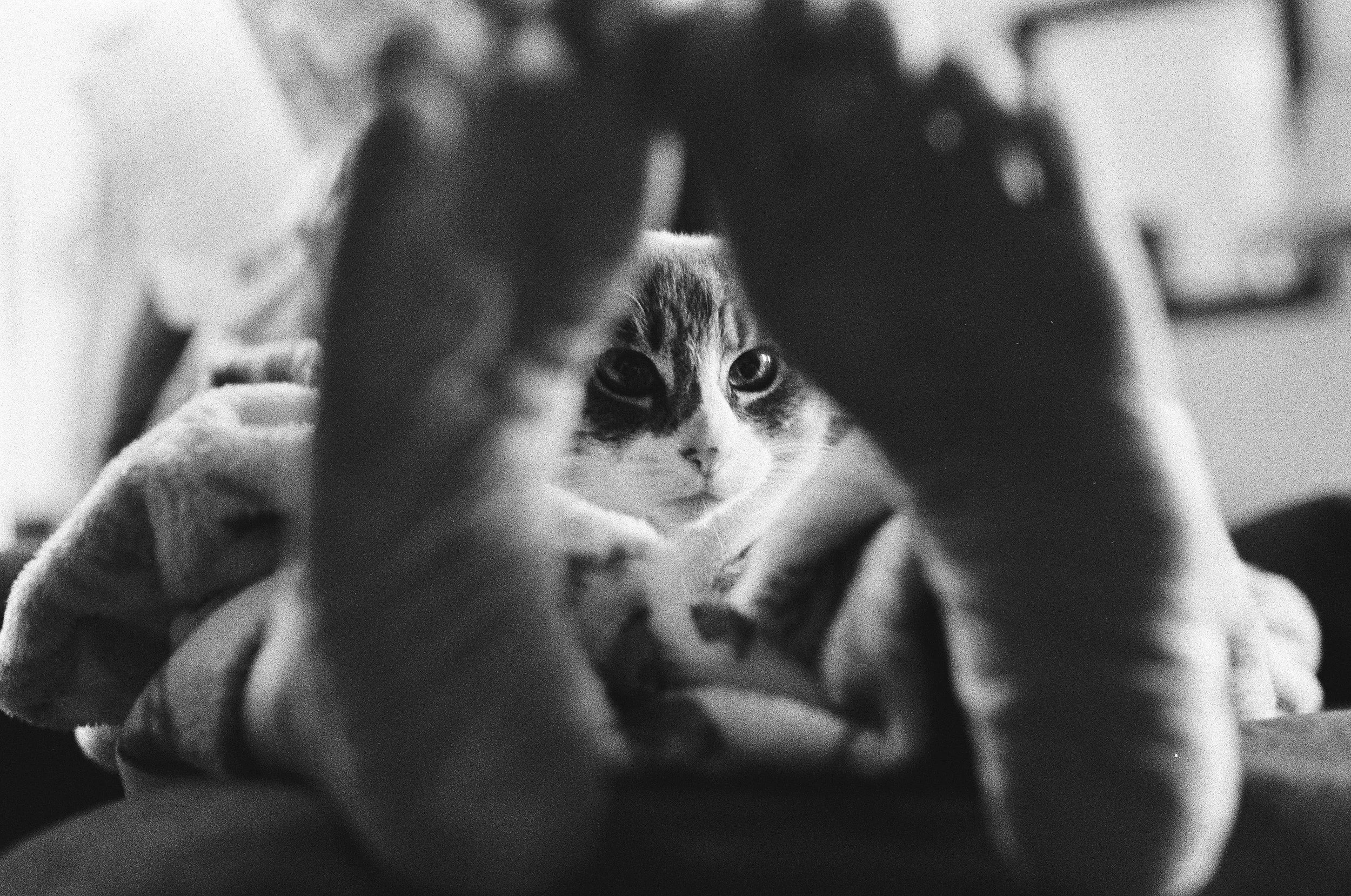 Miss Mouse (8.5