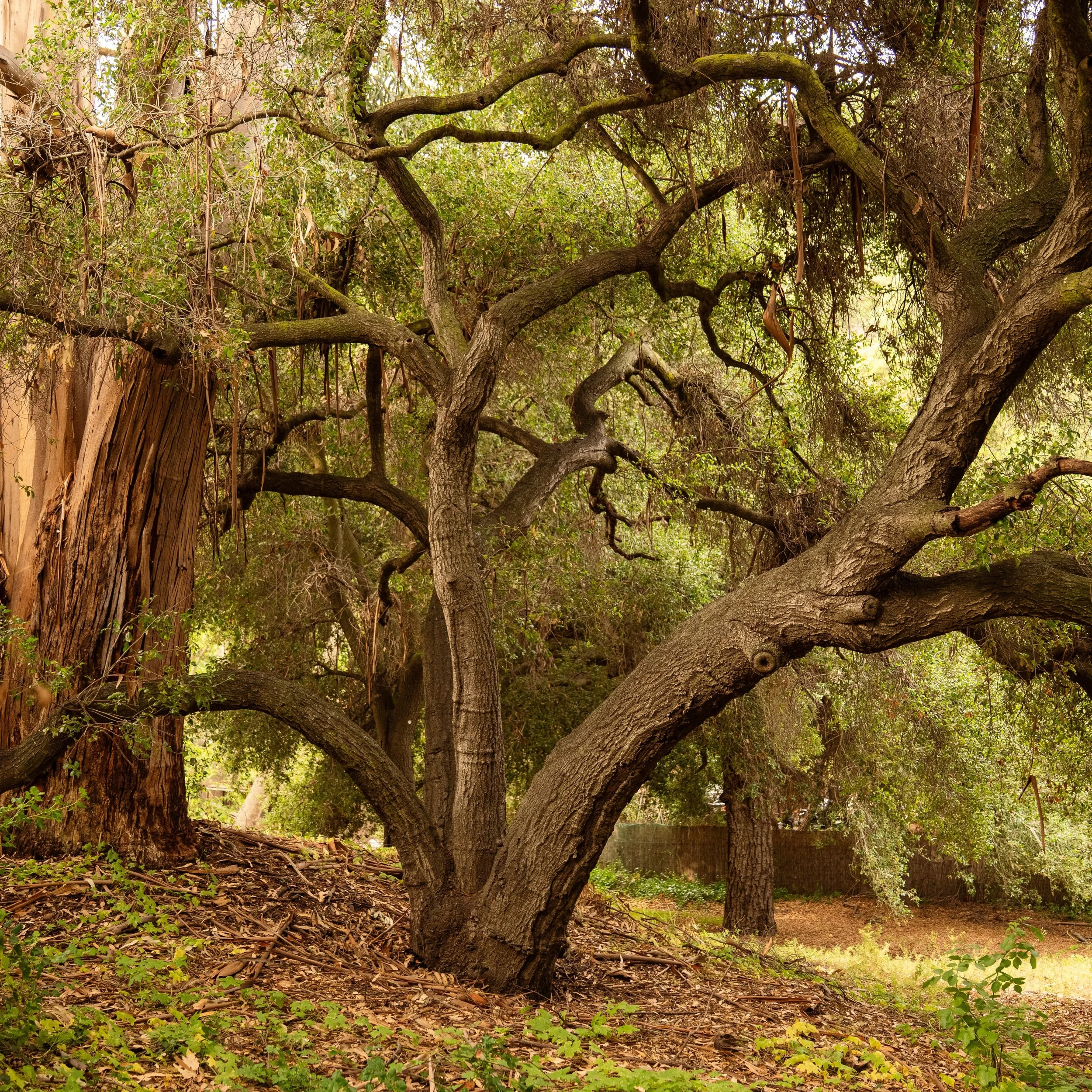 This doesn't exist 30 minutes from Hollywood, or does it?

Ancient oaks. Twisted canopy. Light that moves through the trees like it was blessed by a gaffer, diffused by a salty grip, and timed by a DP who's been chasing this shot for years.

 This is