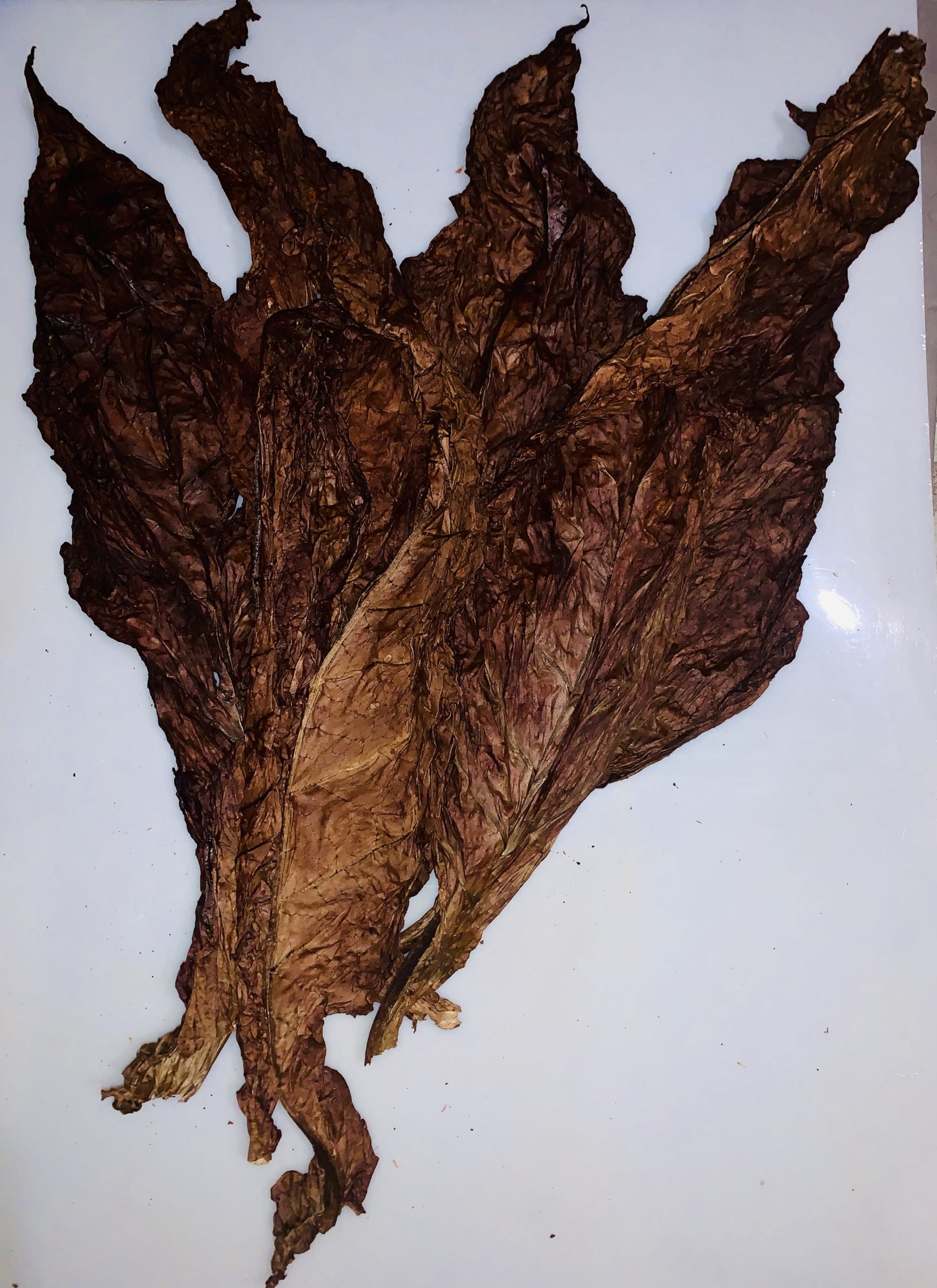 red rose grabba pic.jpeg