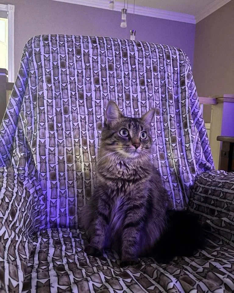 La belle Molly a approuv&eacute; la doudou Minky pour adulte 😻 Parce qu&rsquo;une doudou Minky c&rsquo;est pour toute la famille 🥰
Les doudous Minky pour adulte en commande sp&eacute;ciale peuvent &ecirc;tre pr&eacute;command&eacute;es pour 2 semai