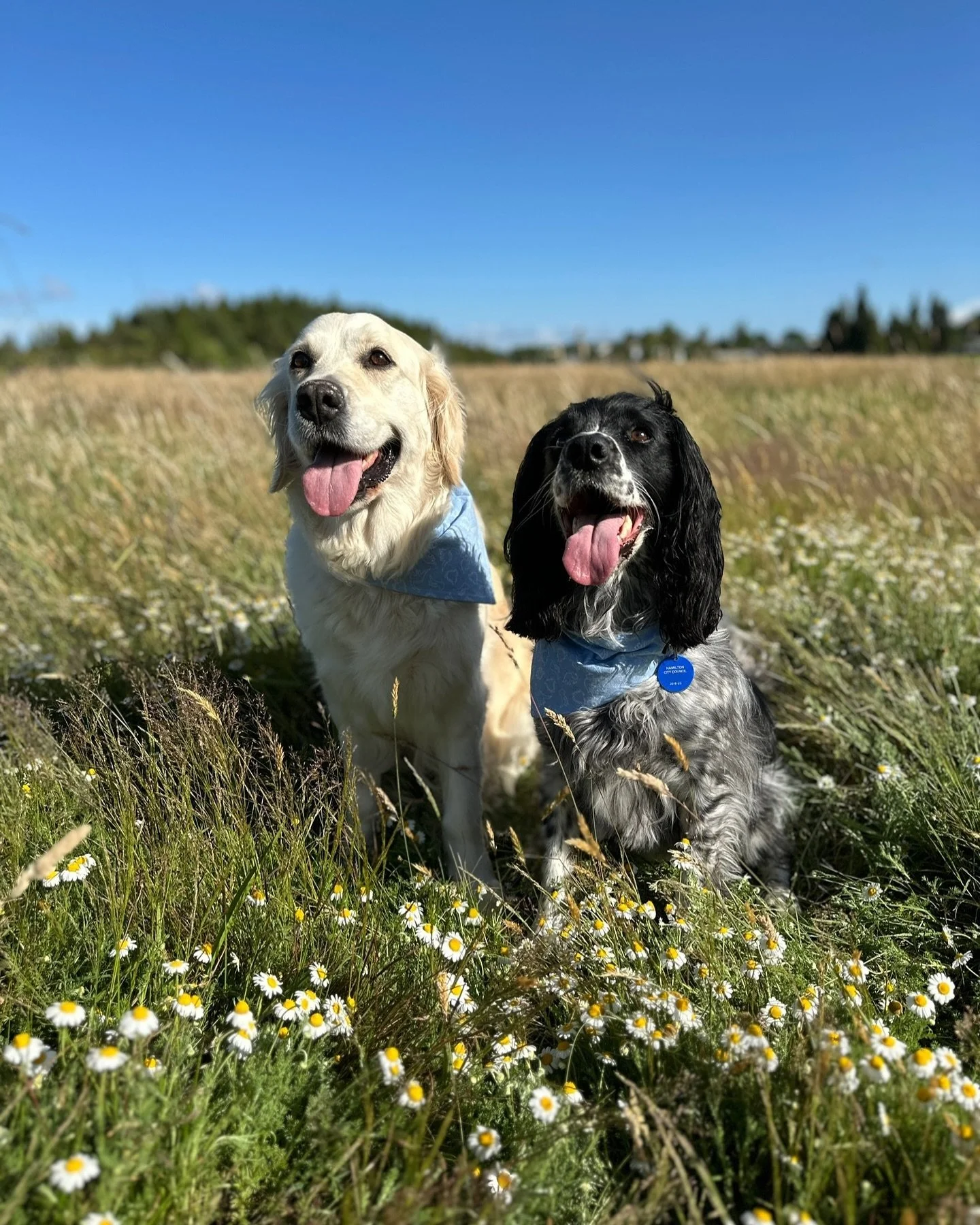 Big day tomorrow for Juniper&mdash;she&rsquo;ll be undergoing her knee surgeries! While we wish we could have waited, addressing the damage now is the best choice for her health and happiness.

We&rsquo;re incredibly grateful to have secured a loan t