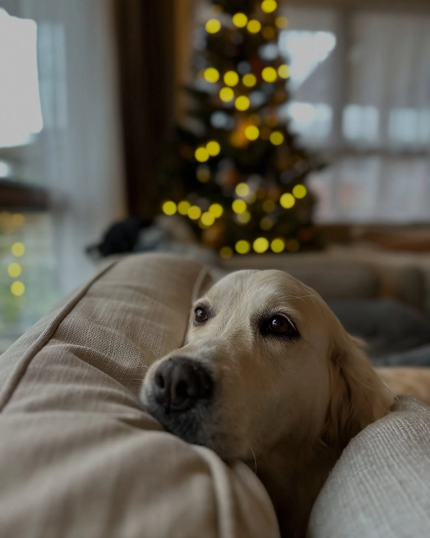 Our supervisor hard at work over the holiday season! 

#dogsofnz #cclsurgery #goldenretriever