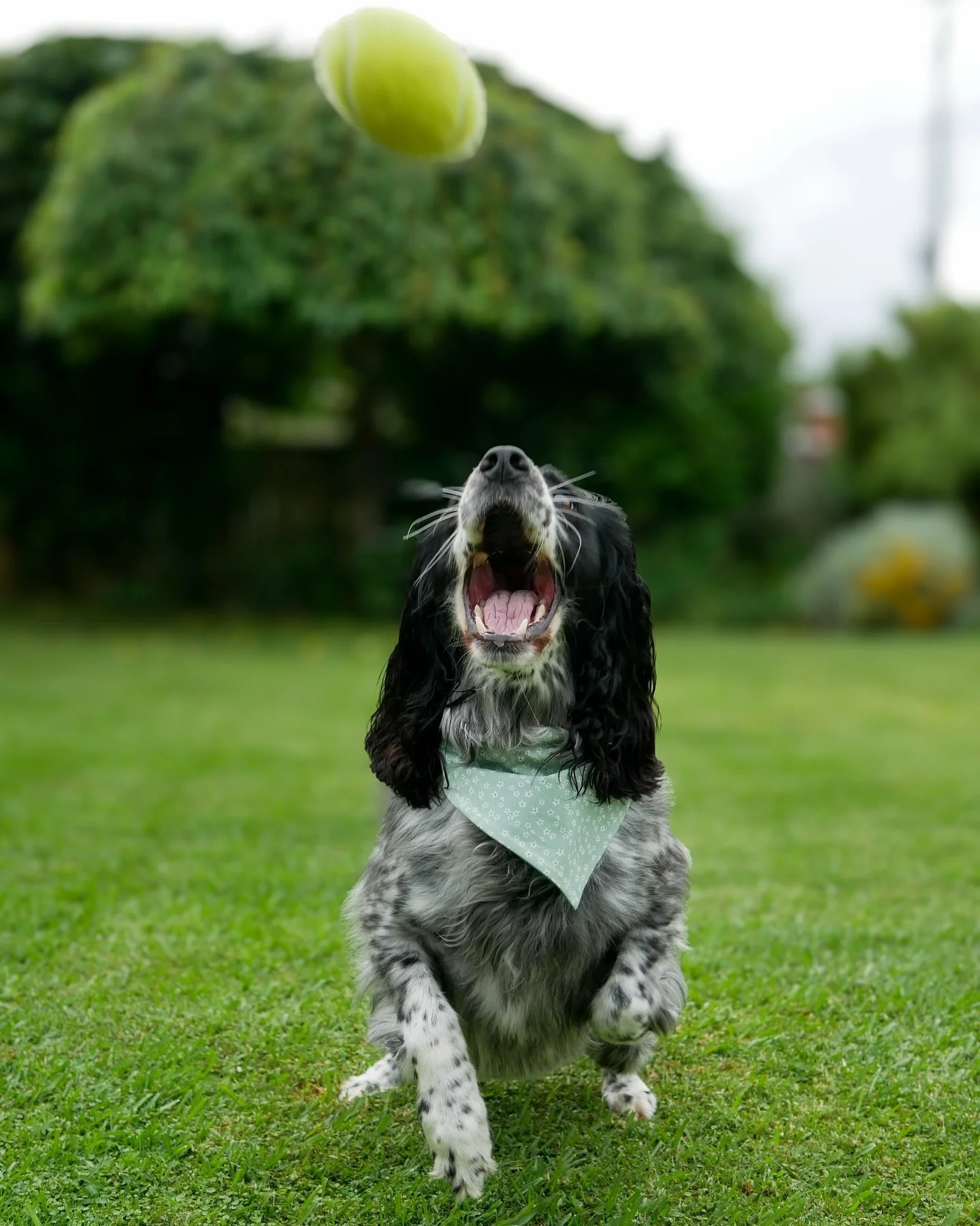 🐾 A Huge Thank You from The Paw Project! 🐾

Wow, fur-iends, you&rsquo;ve truly pawed your way into our hearts! 🐶💖 We&rsquo;re wagging our tails with gratitude for every single one of you who purchased our doggy bandanas and donated to our Giveali