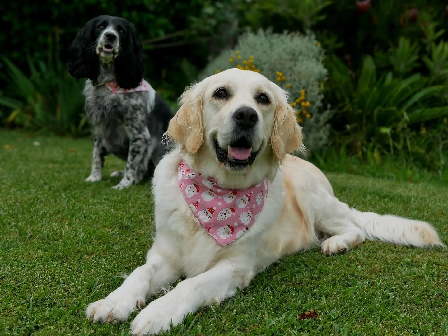 Today we launched our fundraising for Juniper&rsquo;s surgery! Head on over to ThePawProject.co.nz to see our first batch of dog bandanas!

Juniper (the Golden) is wearing a large and Harriet (the Springer) is wearing a medium in our Santa Paws print