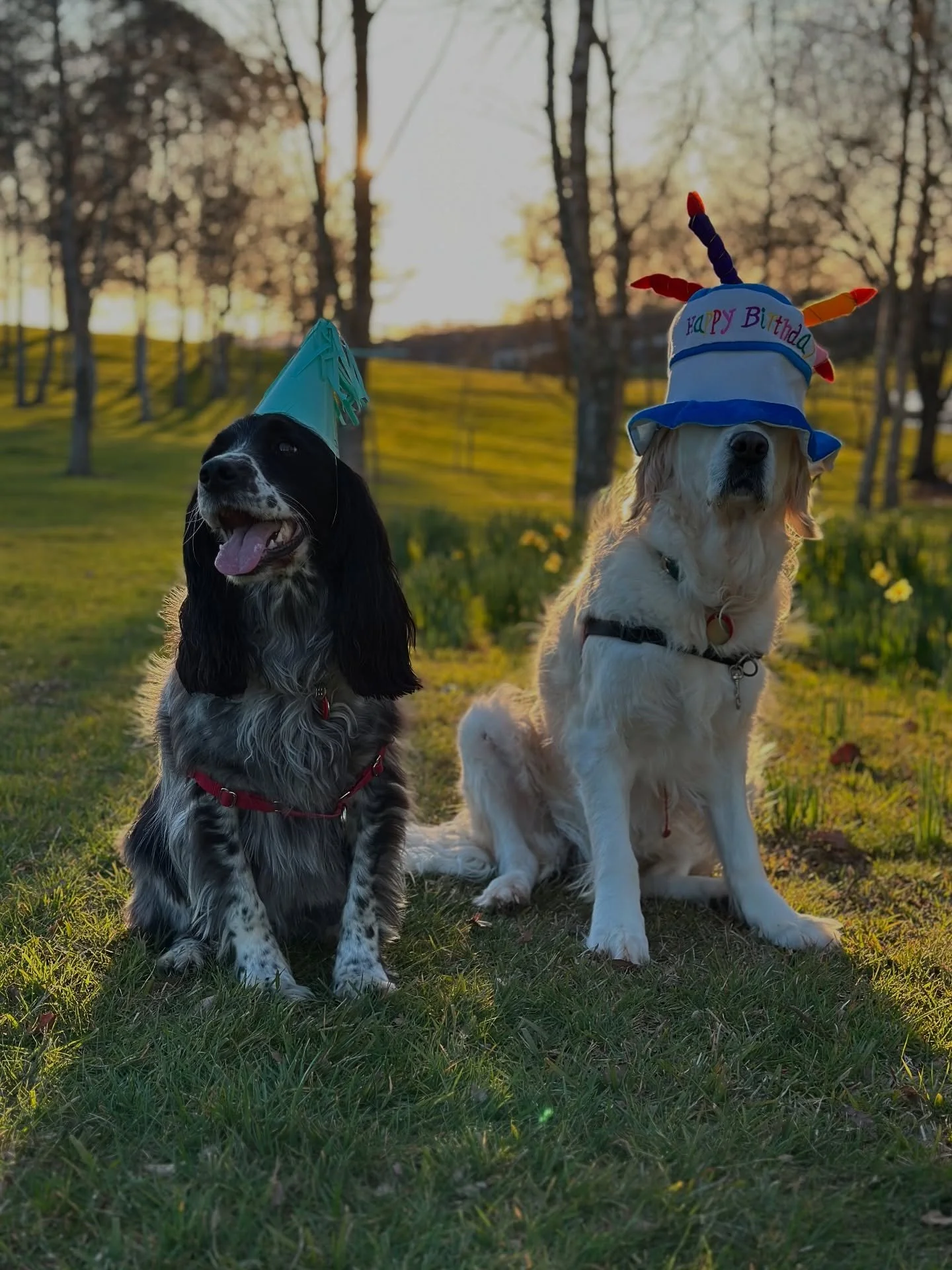 Happy Birthday to the heart behind The Paw Project - our beautiful Juniper! 
Today she turns six, and we feel so lucky to see her so happy and healthy. From double knee surgery to running this project with so much love, she&rsquo;s the reason we do w