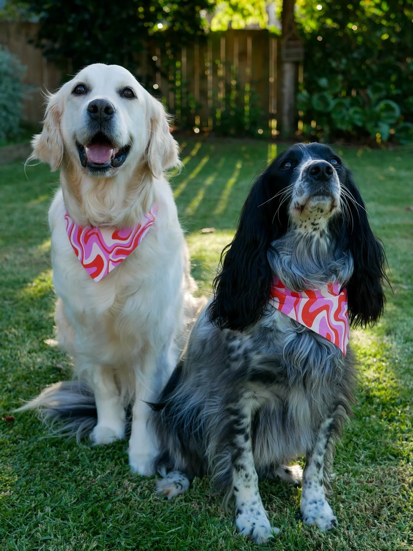 Our beautiful girl, Juniper, passed away yesterday. 

There will never be enough words to describe how much she meant to us. She was pure sunshine - gentle, goofy, endlessly loving - and the heart that started The Paw Project. Every part of this litt