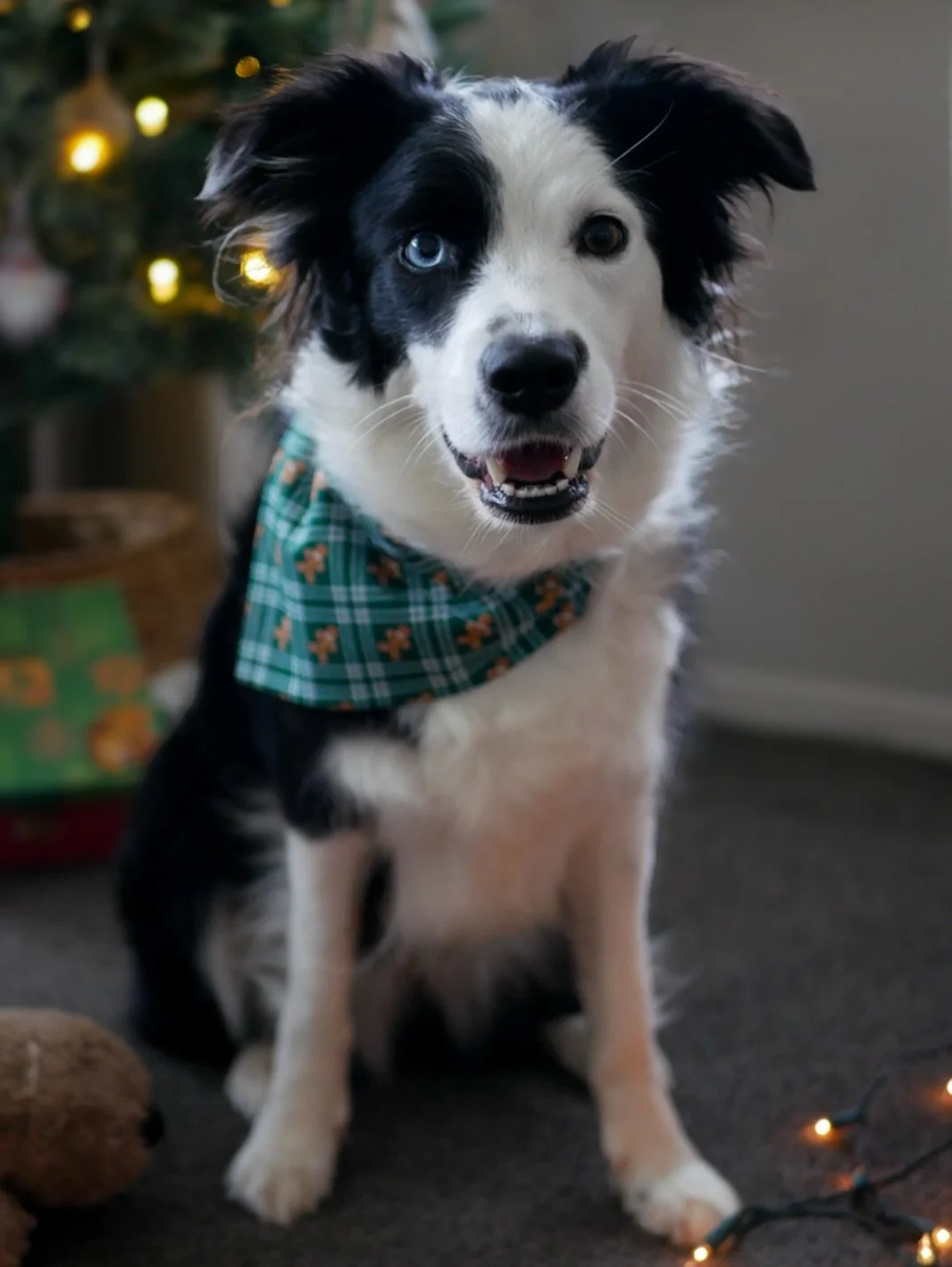 Kora came over for a sleepover and got straight into the festive spirit. She&rsquo;s wearing a medium Gingerbread Tartan bandana and looking like an 11/10 good girl. You can snag one for yourself and check out the rest of the holiday collection at th